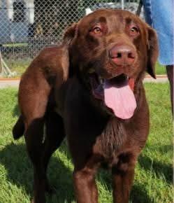 Remington, Adoptable, Adult Male Labrador Retriever.