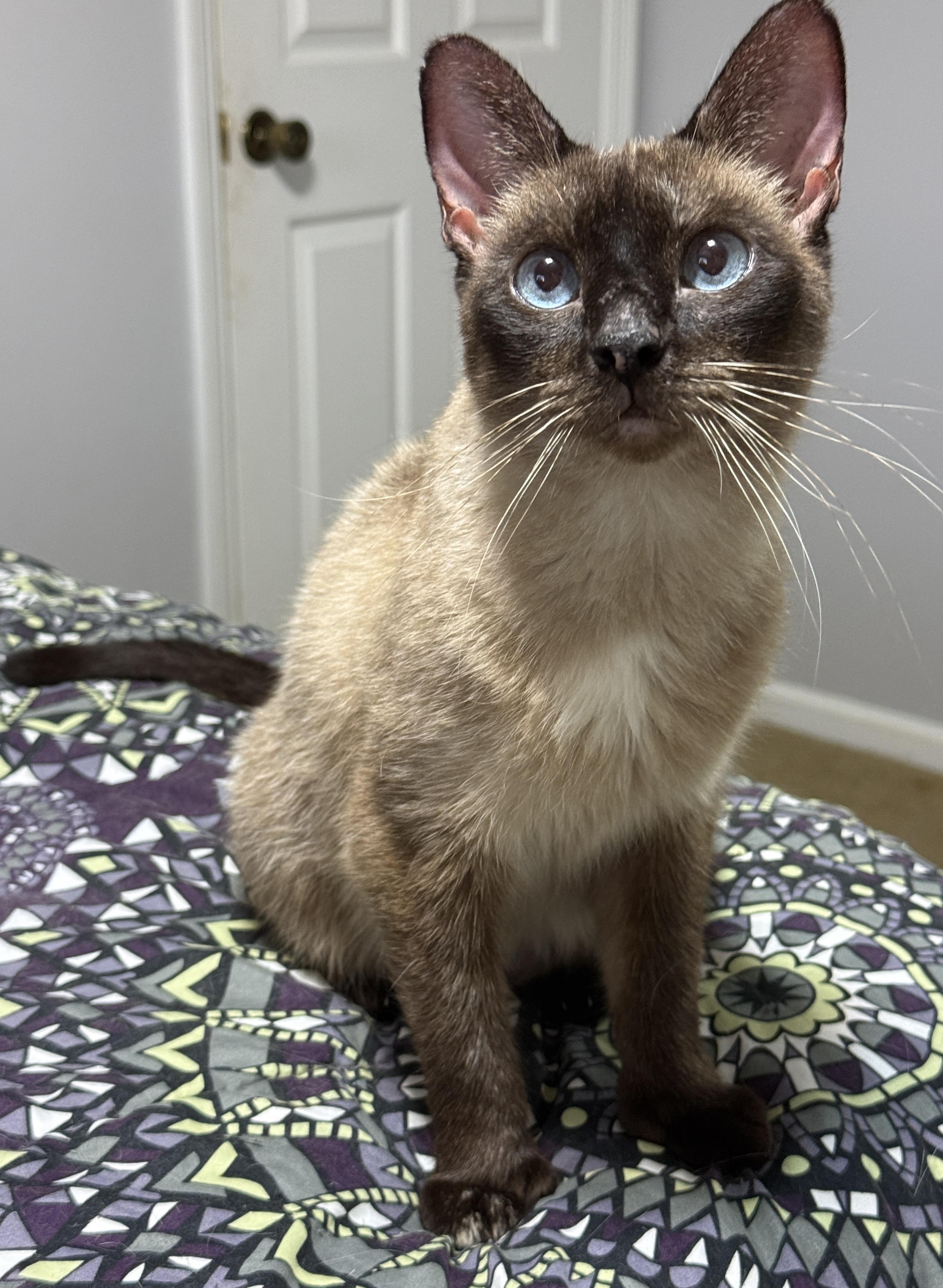 Halcyon, Adoptable, Young Female Domestic Short Hair.
