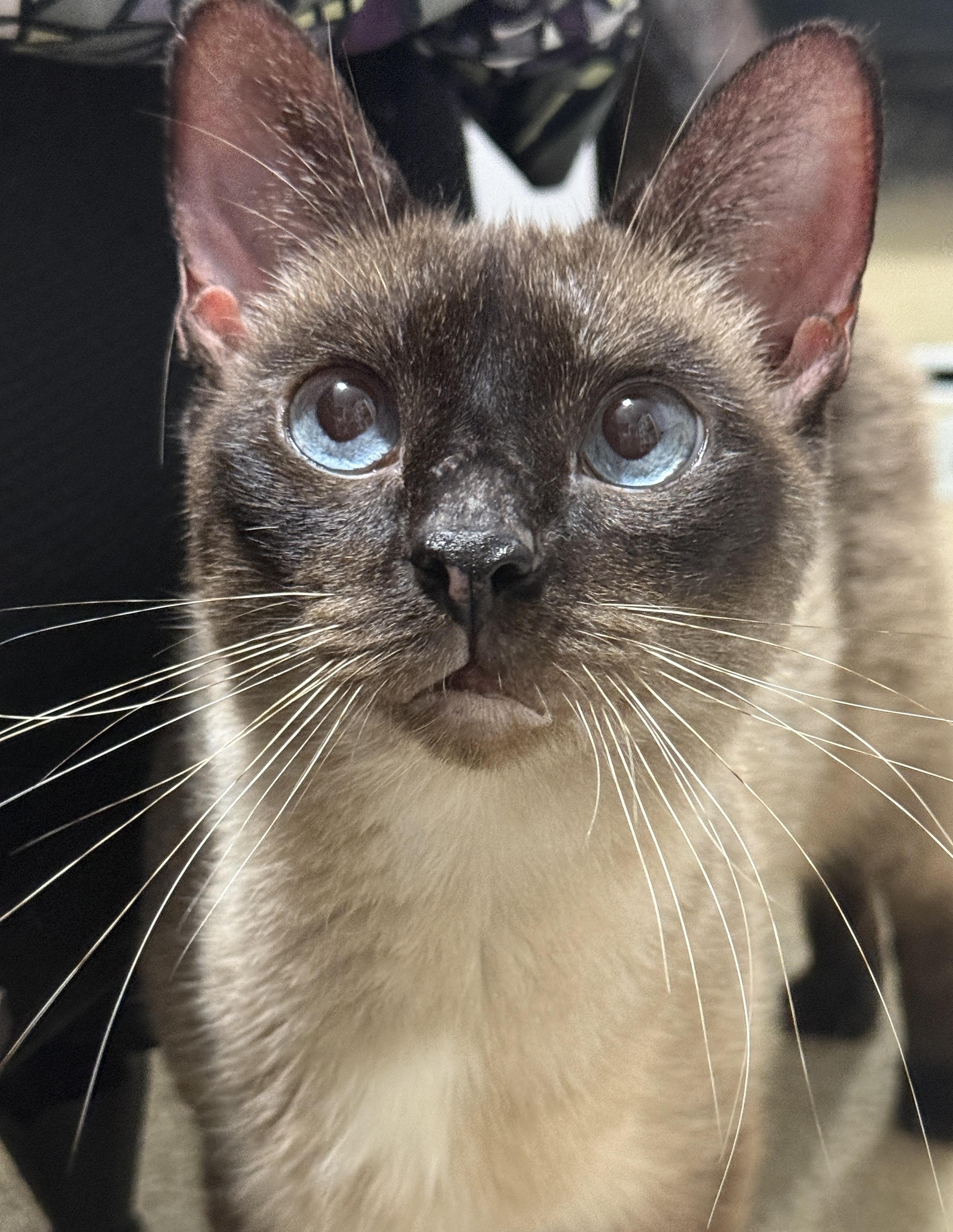 Enlarge Halcyon, a Adoptable Domestic Short Hair in Alexandria, VA image 2/6