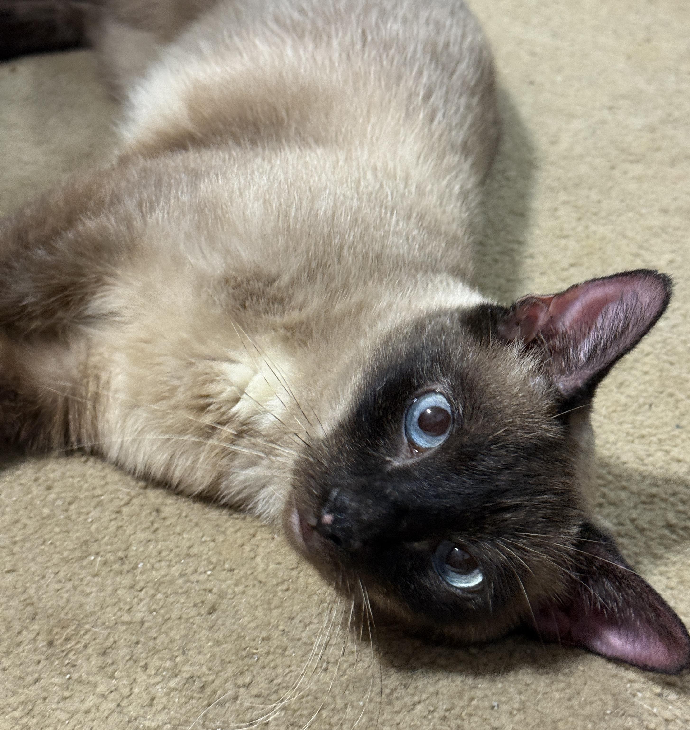 Enlarge Halcyon, a Adoptable Domestic Short Hair in Alexandria, VA image 5/6