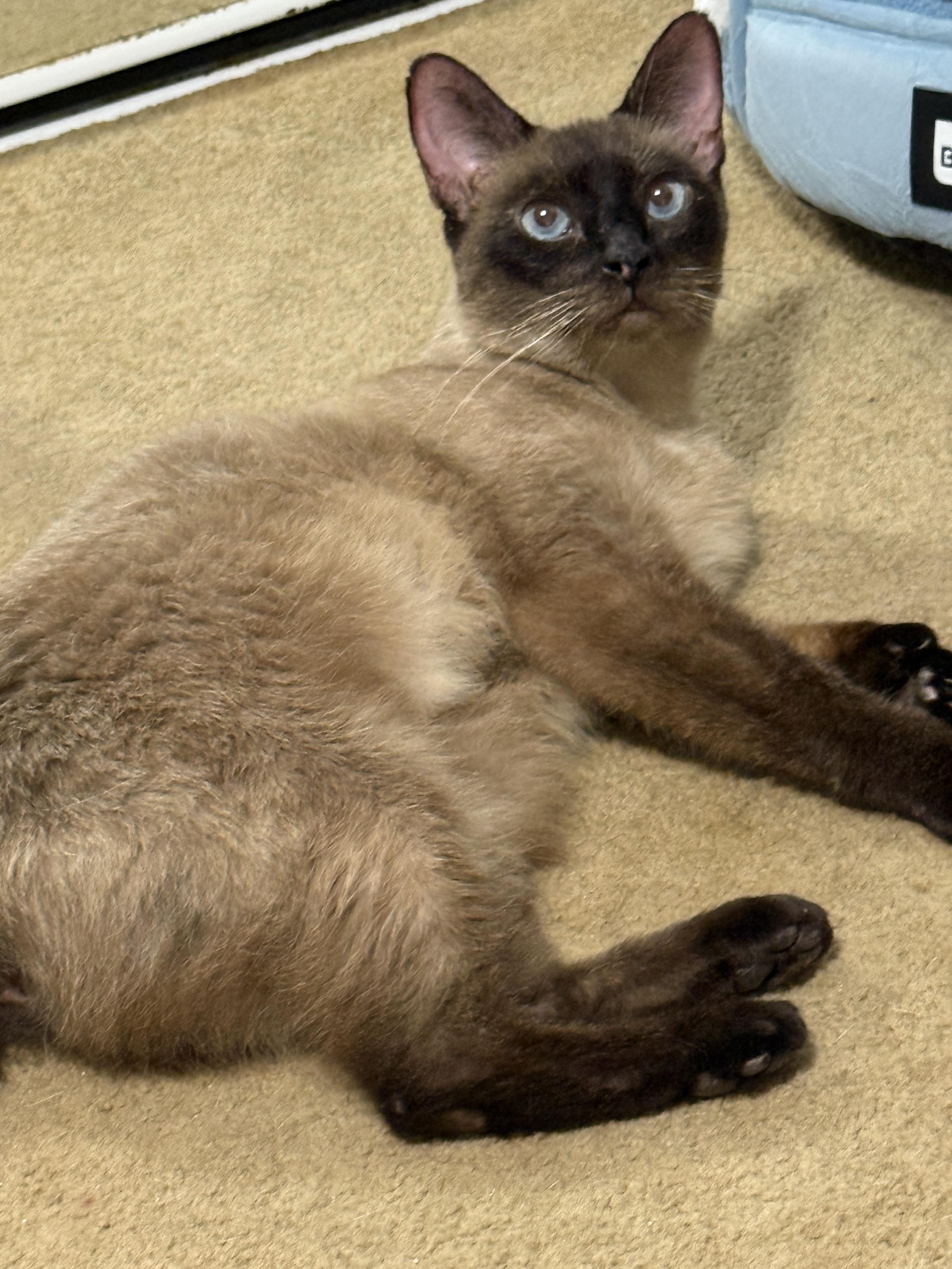 Enlarge Halcyon, a Adoptable Domestic Short Hair in Alexandria, VA image 6/6