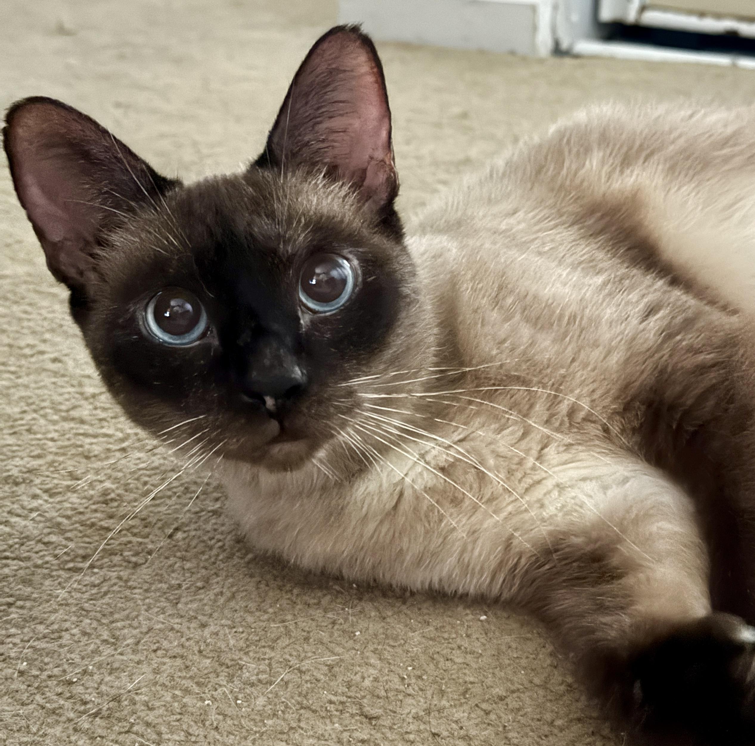 Enlarge Halcyon, a Adoptable Domestic Short Hair in Alexandria, VA image 4/6