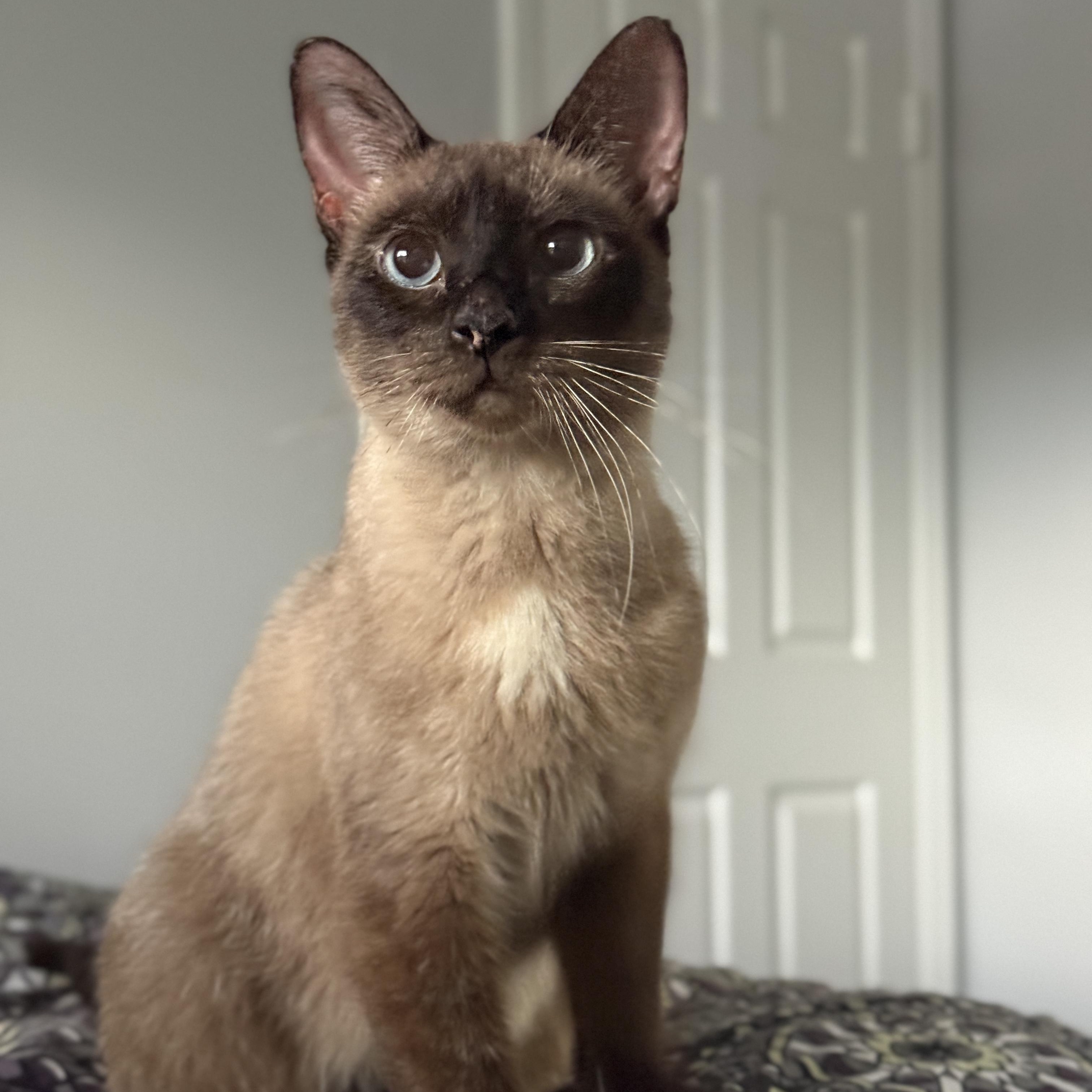 Enlarge Halcyon, a Adoptable Domestic Short Hair in Alexandria, VA image 3/6