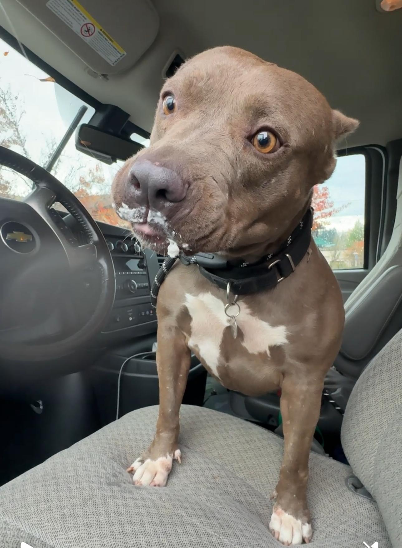 BONNIE the Beautiful, a Adoptable mixed breed in PORTLAND, OR image 2/6