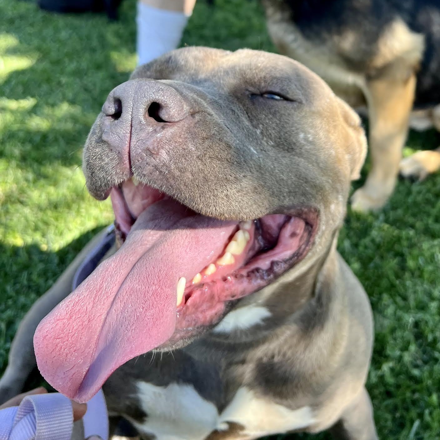 BONNIE the Beautiful, a Adoptable mixed breed in PORTLAND, OR image 6/6