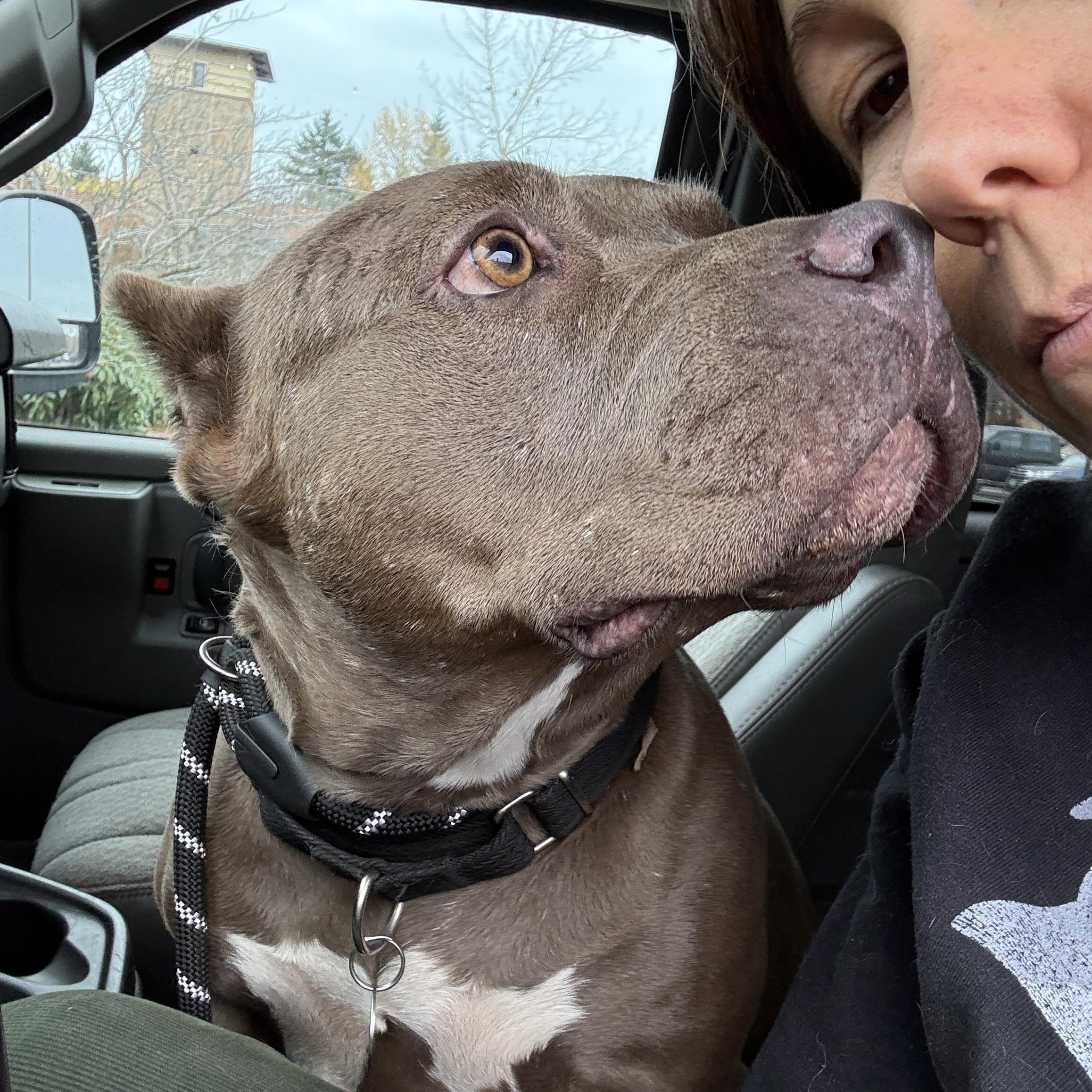 BONNIE the Beautiful, a Adoptable mixed breed in PORTLAND, OR image 3/6