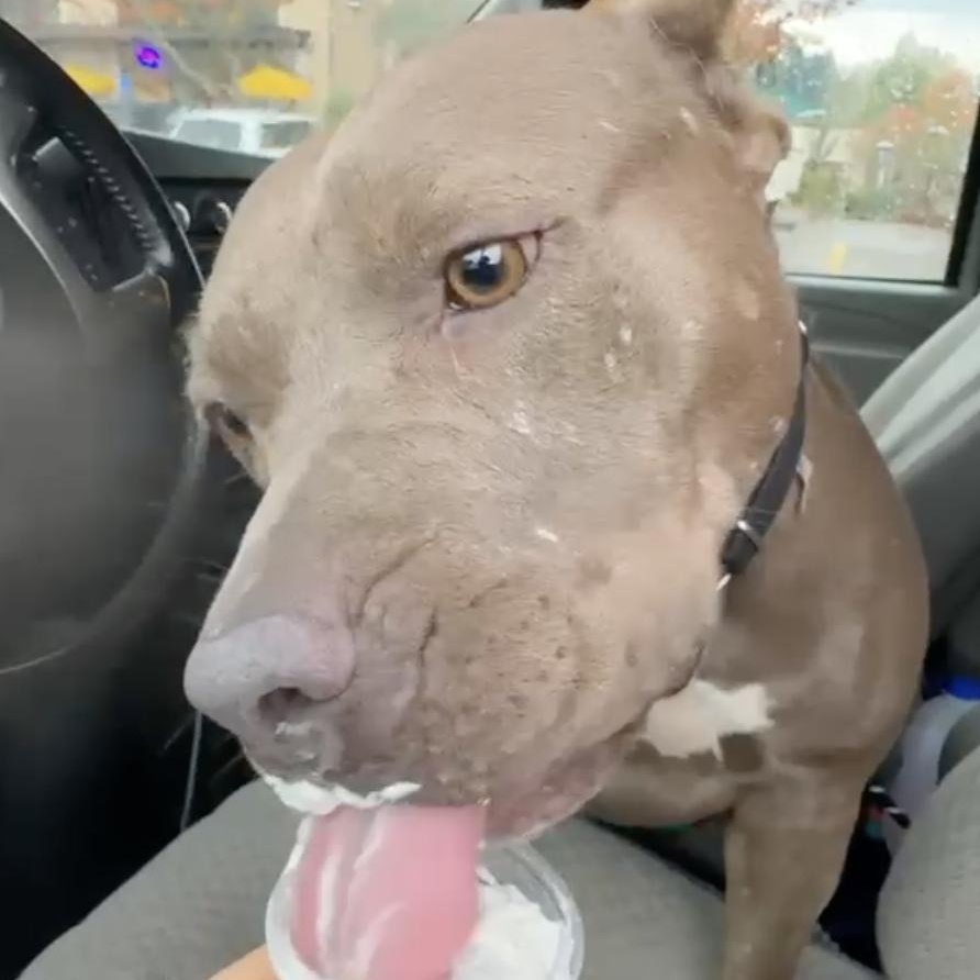 BONNIE the Beautiful, Adoptable, Adult Female American Staffordshire Terrier & Mastiff.