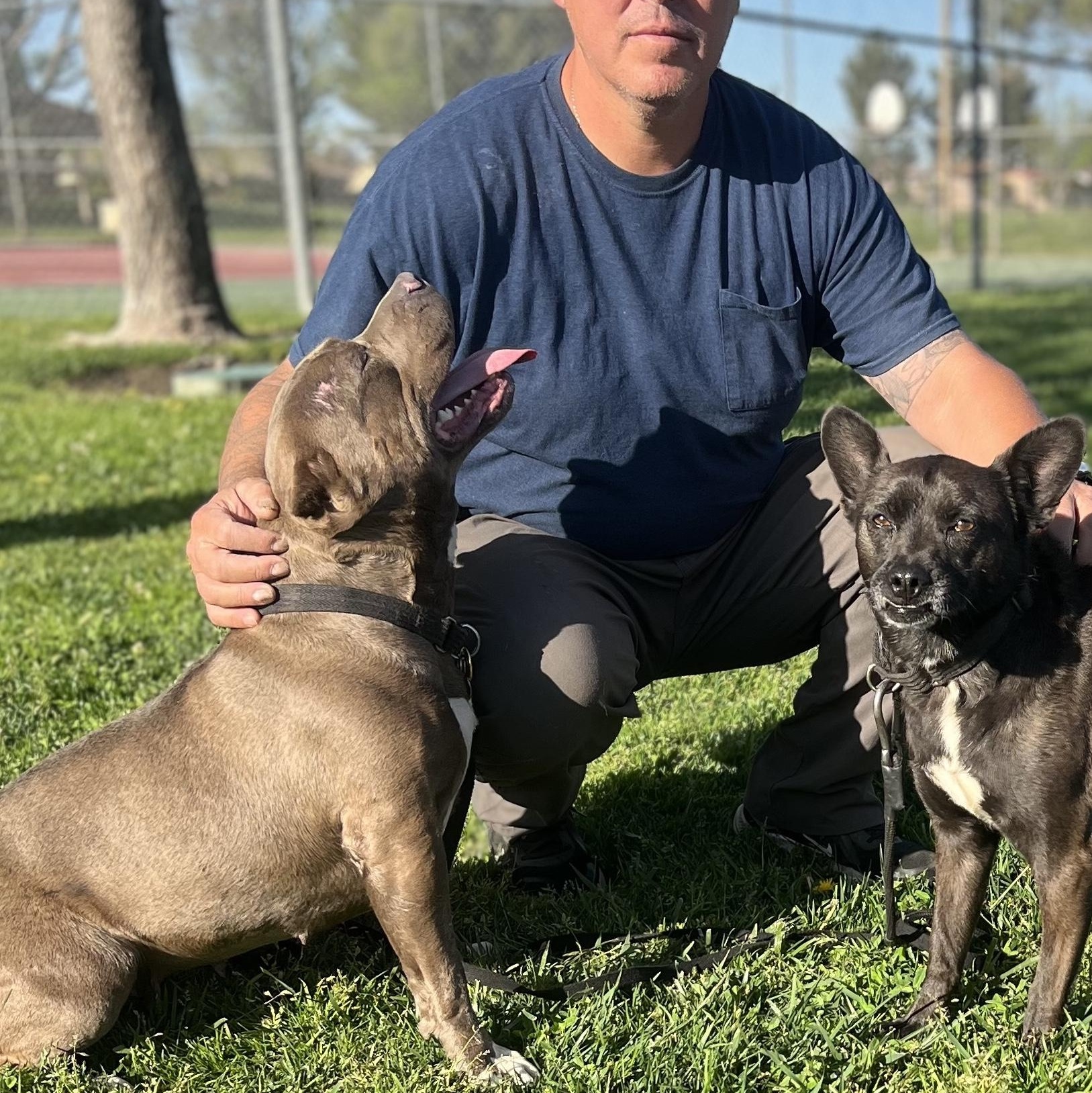 BONNIE the Beautiful, a Adoptable mixed breed in PORTLAND, OR image 5/6