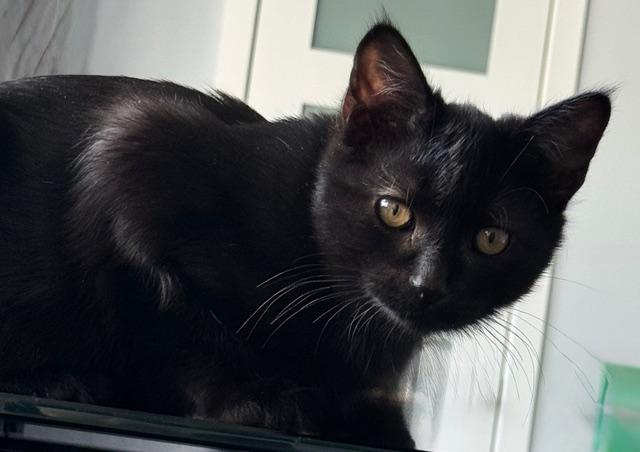 Kir, an adoptable Domestic Short Hair in BURNABY, BC, V3J 1N3 | Photo Image 1