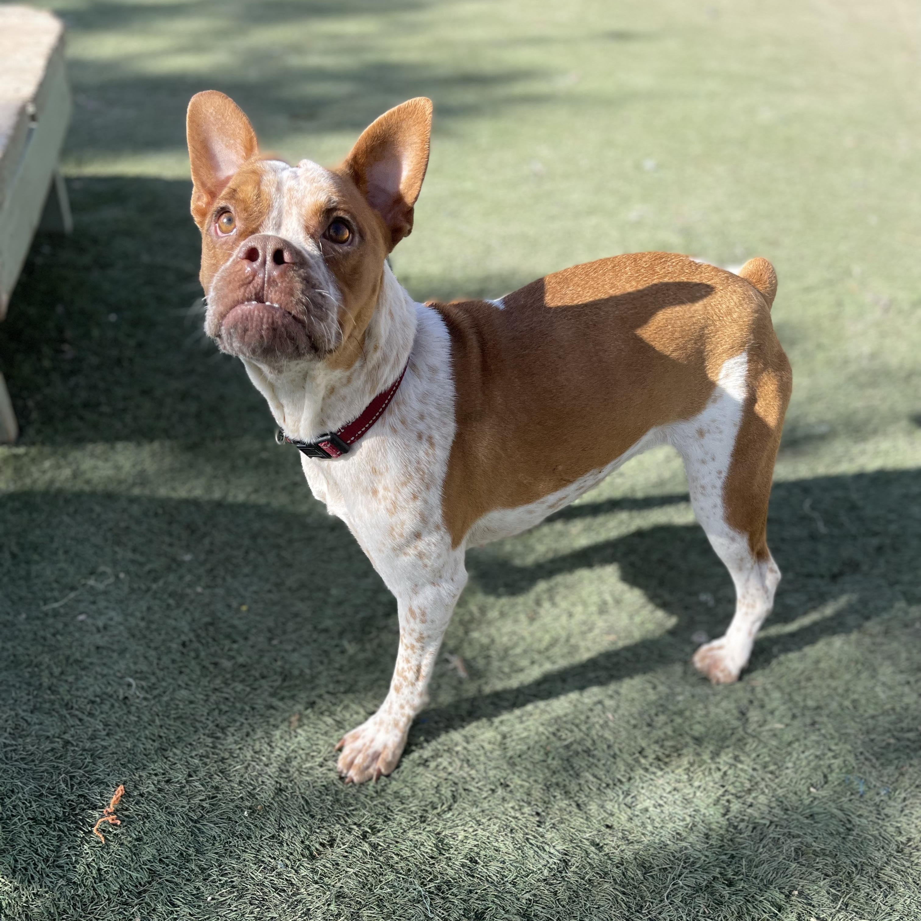 Piper, Adoptable, Young Female French Bulldog.