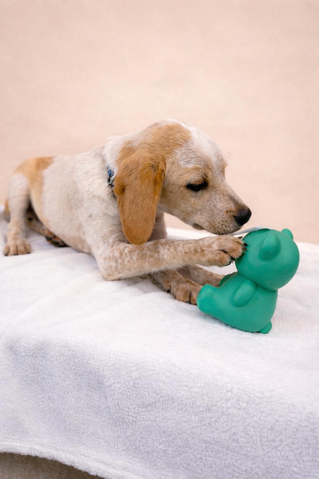 Sunny D , Adoptable, Puppy Male Australian Cattle Dog / Blue Heeler & Labrador Retriever.