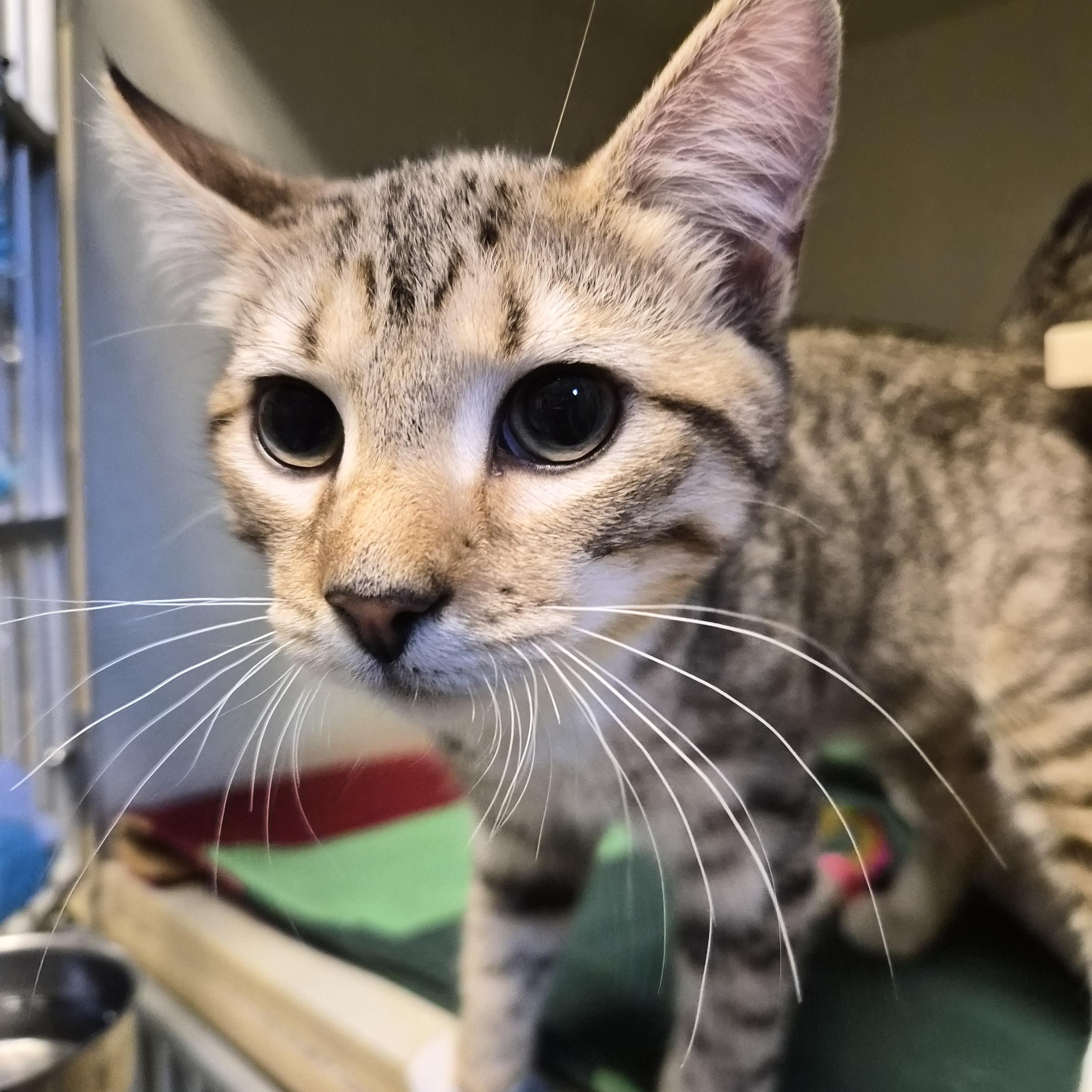 Squirrel, adopted, Kitten Male Domestic Short Hair.