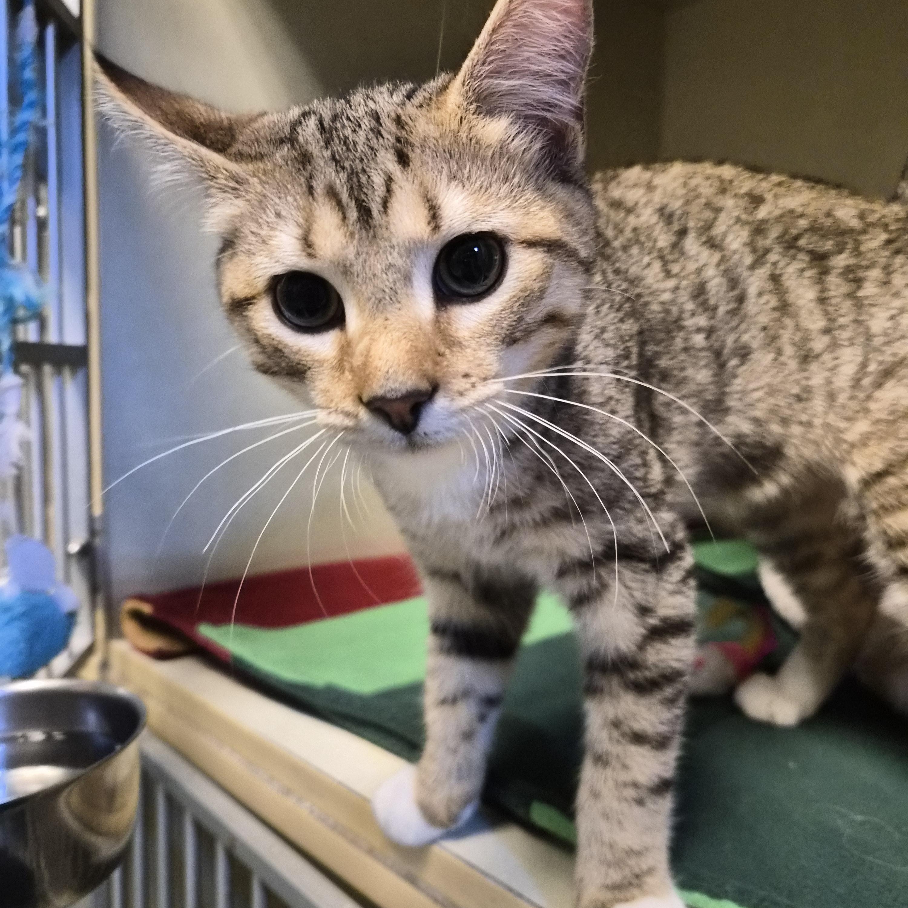 Enlarge Squirrel, an adopted Domestic Short Hair in Cornelius, NC image 2/2
