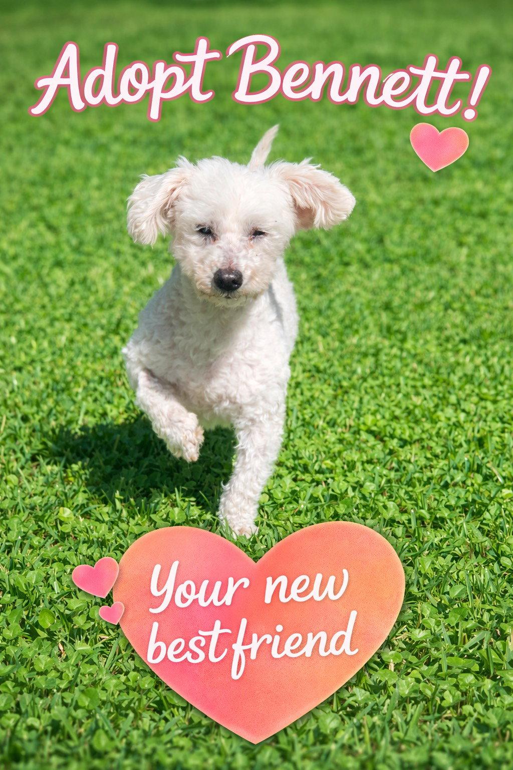 Enlarge Bennett, a Adopted Poodle in Rosenberg, TX image 1/3