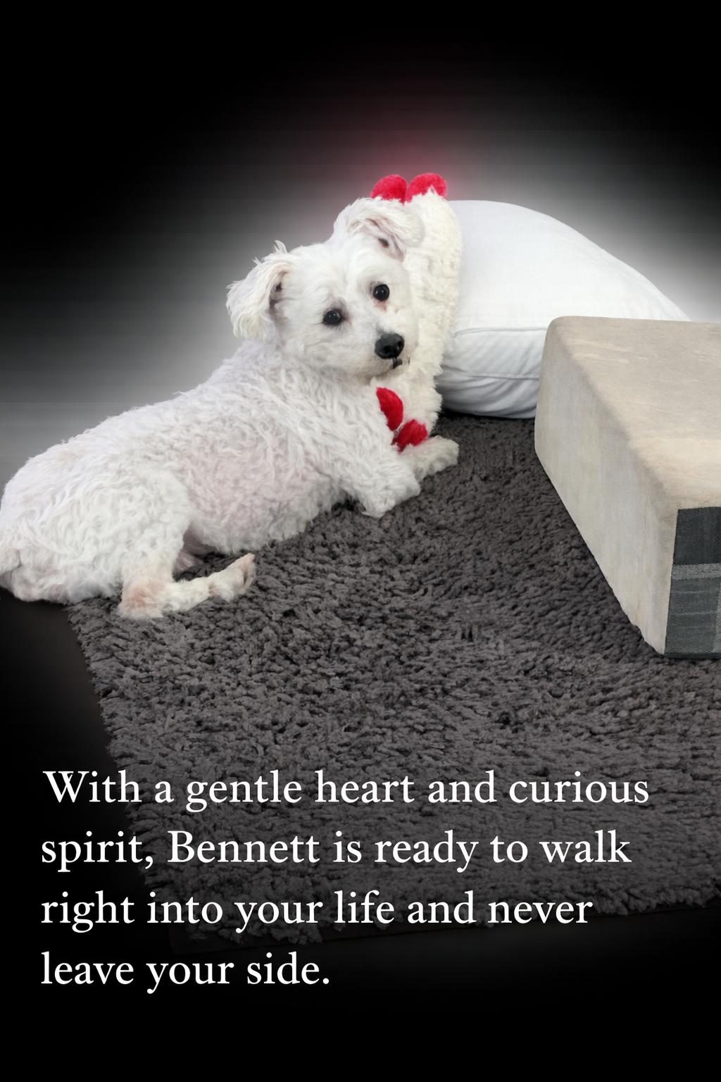 Enlarge Bennett, a Adopted Poodle in Rosenberg, TX image 3/3