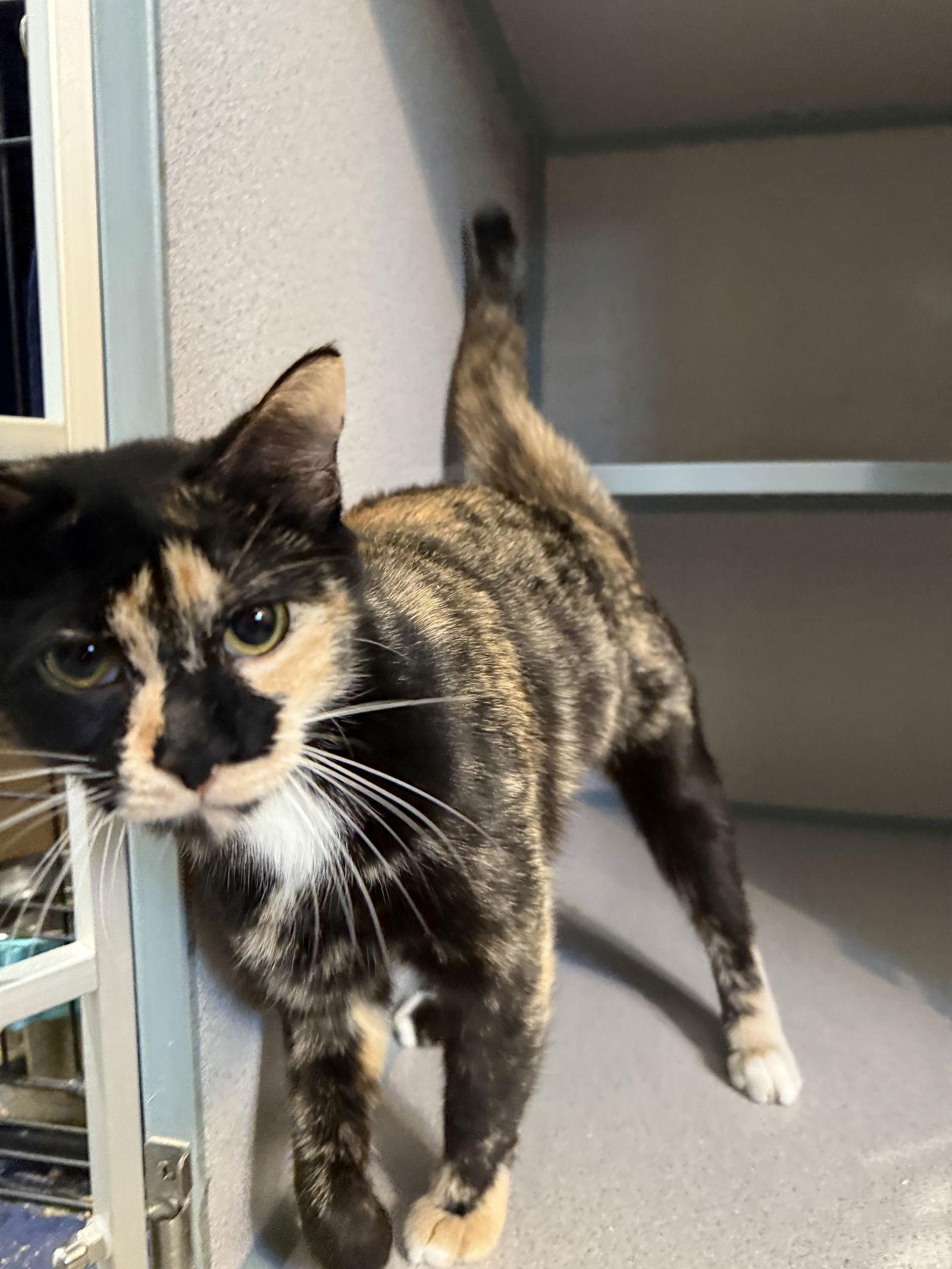 Enlarge Basil, a Adopted Domestic Short Hair in Fort Collins, CO image 1/3