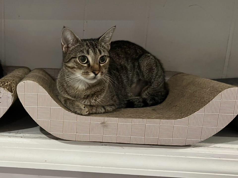 Missy & Minnie, a Adoptable Domestic Short Hair in New York, NY image 1/4