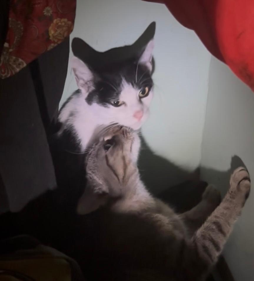 Missy & Minnie, a Adoptable Domestic Short Hair in New York, NY image 3/4