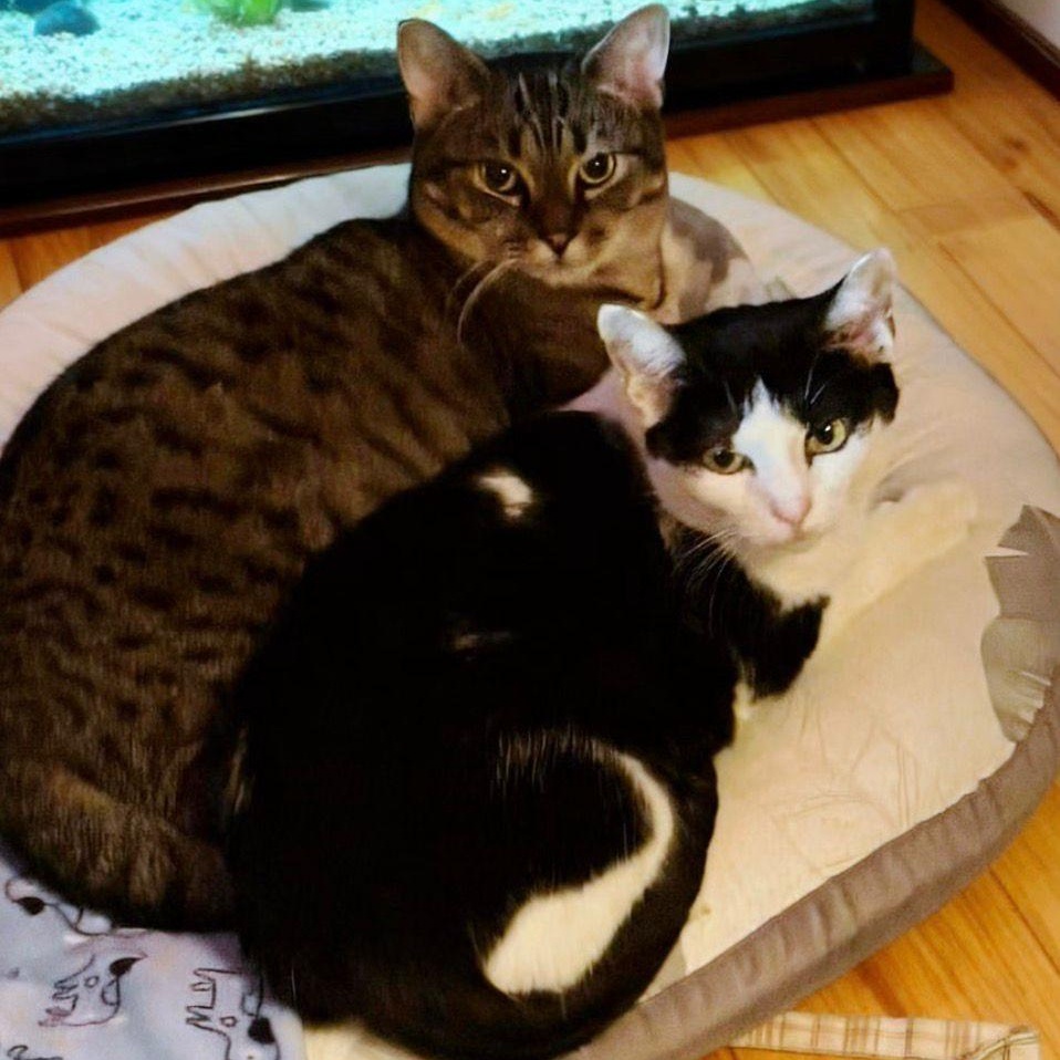 Missy & Minnie, a Adoptable Domestic Short Hair in New York, NY image 1/5