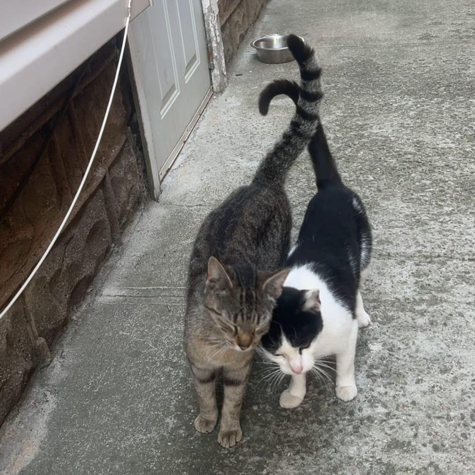 Missy & Minnie, Adoptable, Young Female Domestic Short Hair.