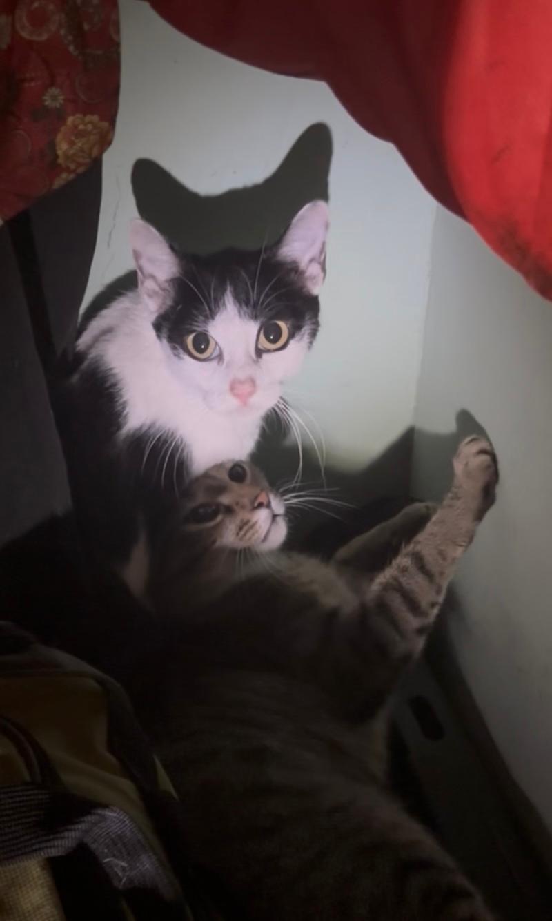 Missy & Minnie, a Adoptable Domestic Short Hair in New York, NY image 4/4