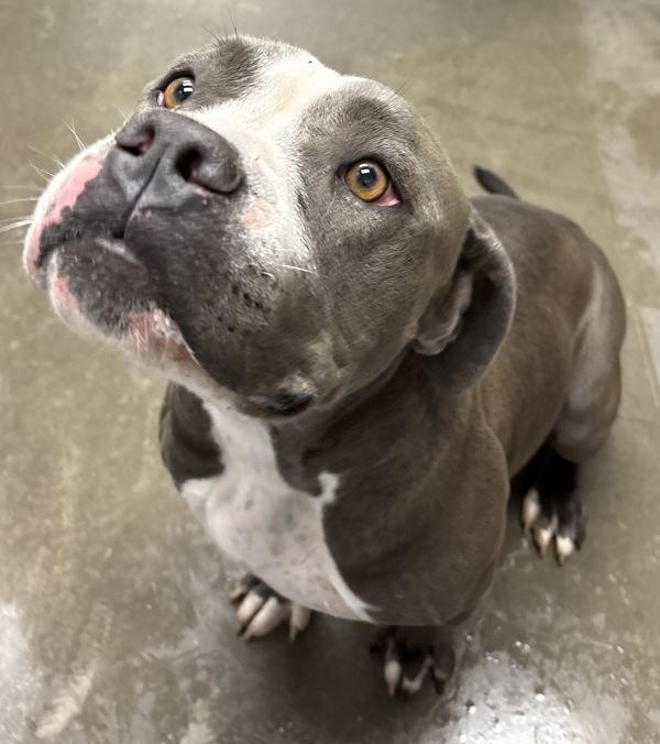 Luna*, Adoptable, Adult Female Pit Bull Terrier.