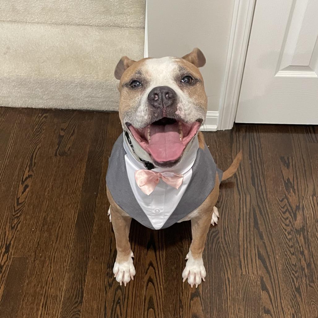 Roux, Adoptable, Senior Male American Staffordshire Terrier & Mixed Breed.