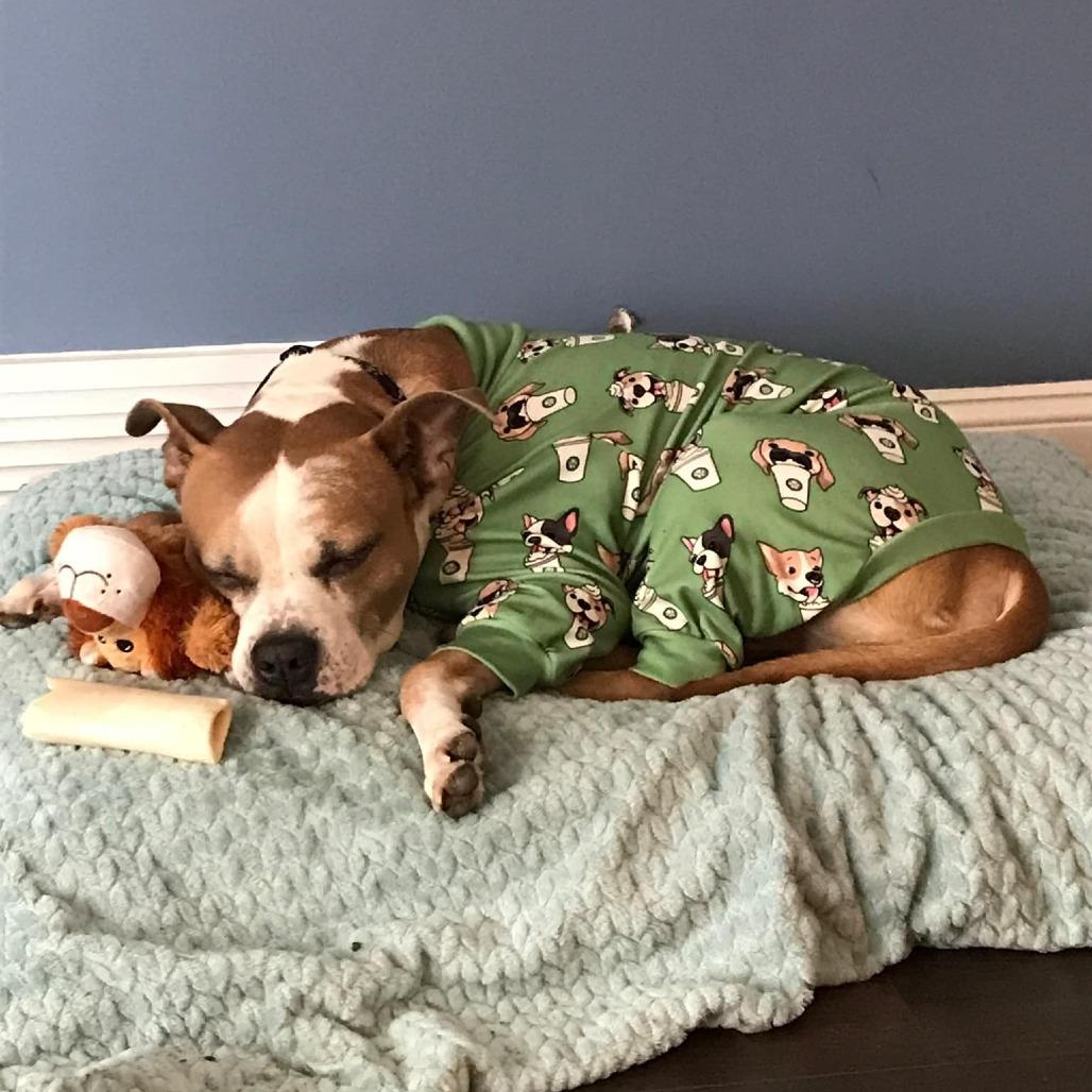 Enlarge Roux, a Adoptable mixed breed in Olathe, KS image 2/5