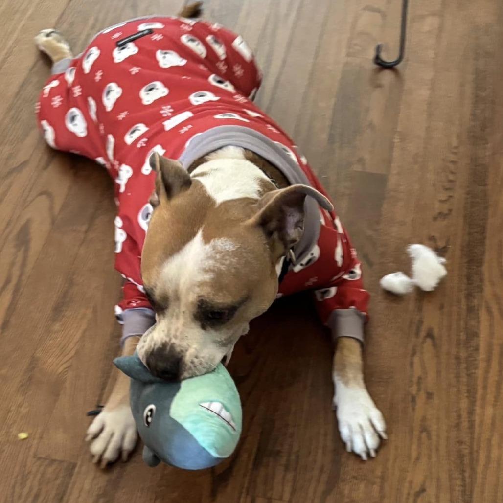 Enlarge Roux, a Adoptable mixed breed in Olathe, KS image 3/5
