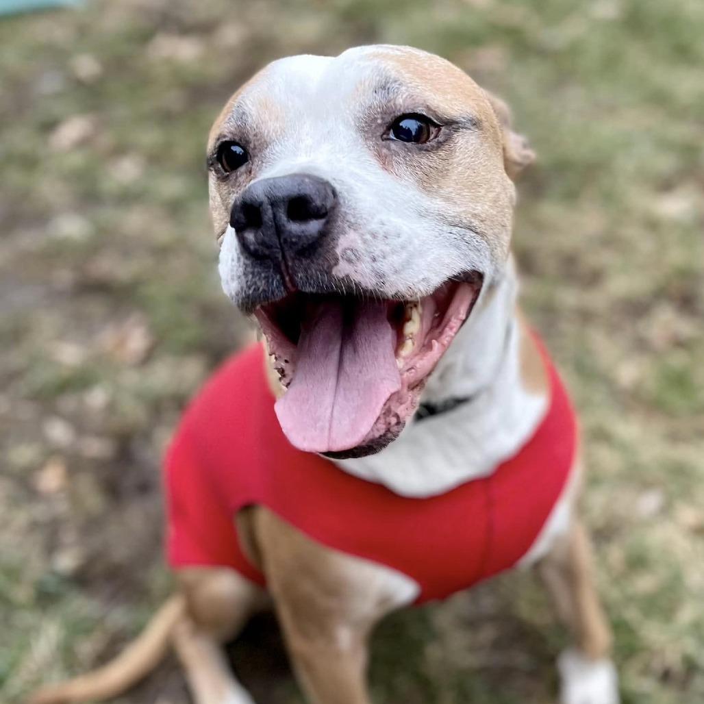 Enlarge Roux, a Adoptable mixed breed in Olathe, KS image 4/5