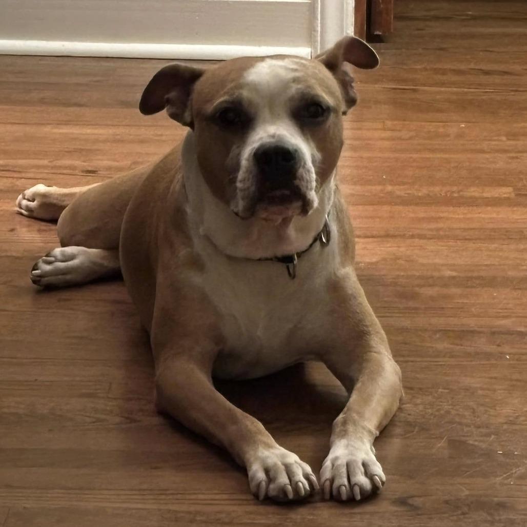Enlarge Roux, a Adoptable mixed breed in Olathe, KS image 5/5