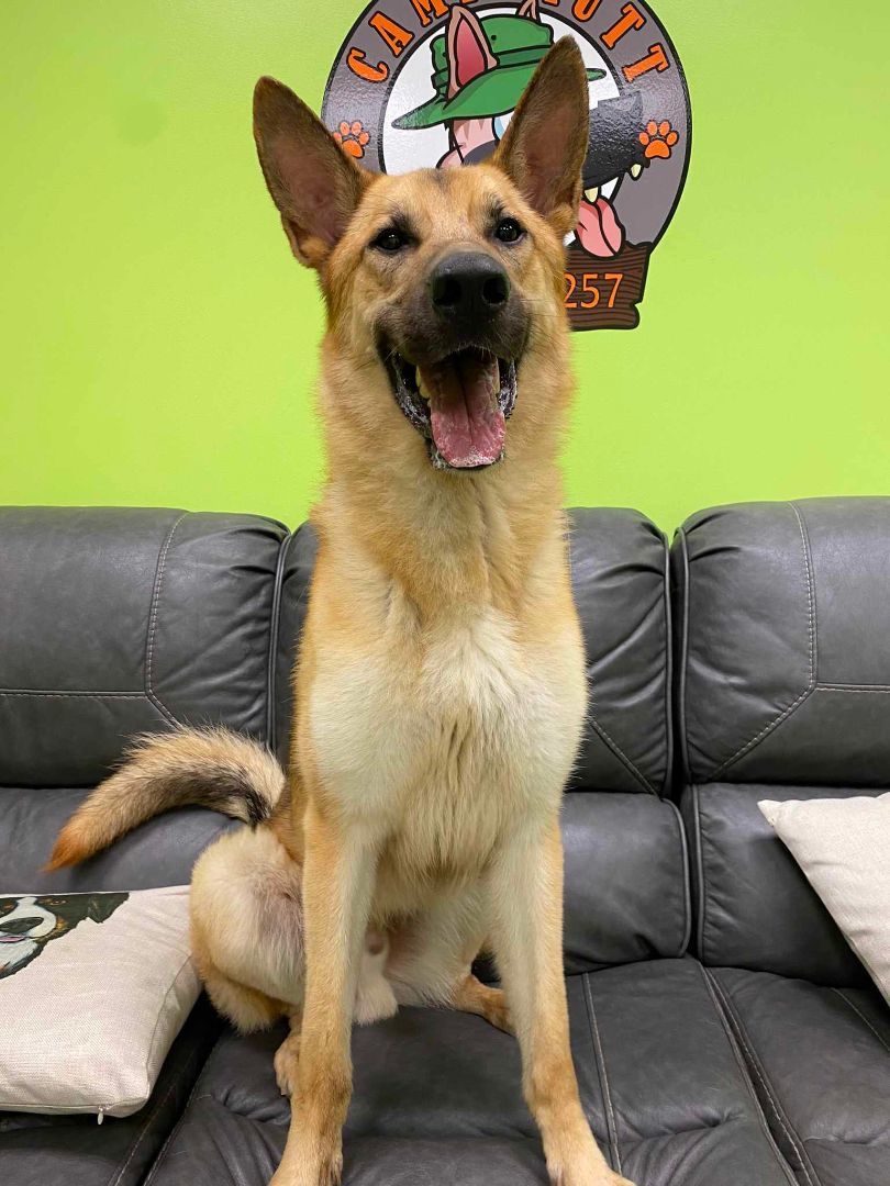 Enlarge Bandit, a Adopted German Shepherd Dog in Jacksonville, NC image 1/2