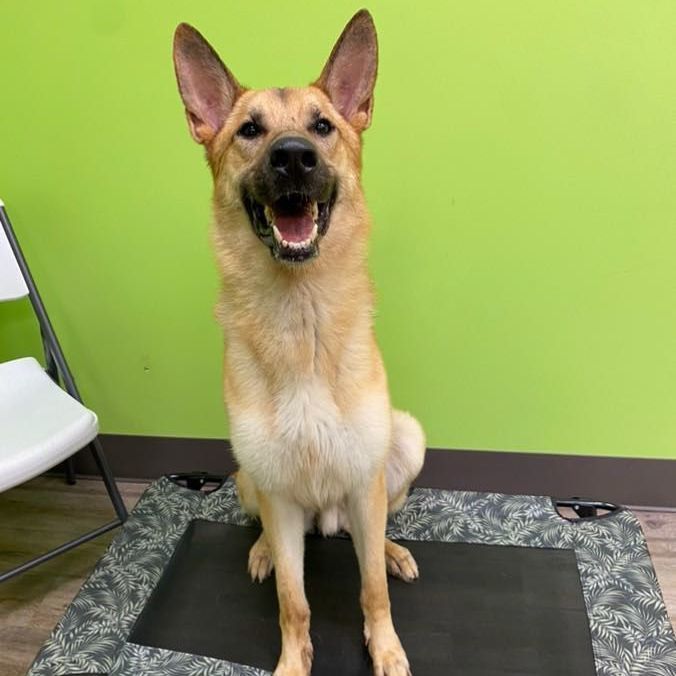 Enlarge Bandit, a Adopted German Shepherd Dog in Jacksonville, NC image 2/2