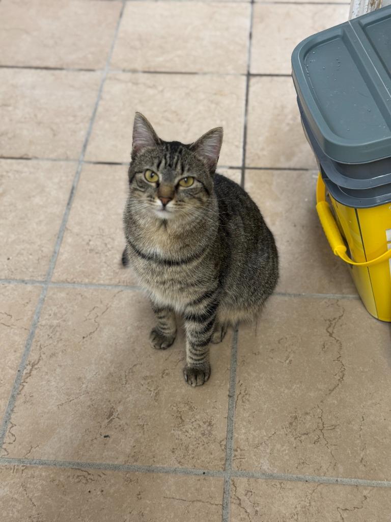 Coca, Adoptable, Adult Female Domestic Short Hair.
