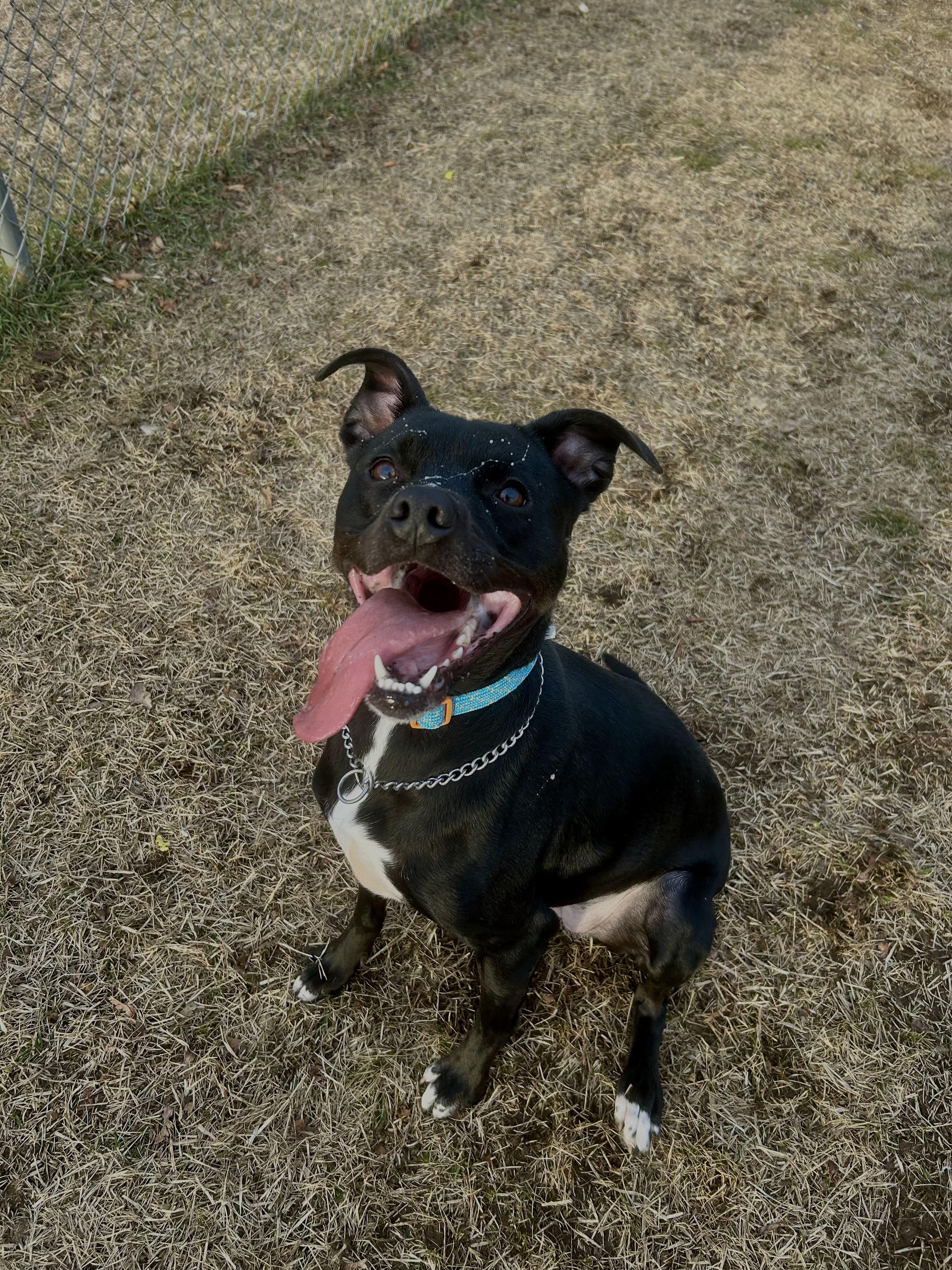 Enlarge Mochi, a Adoptable mixed breed in Milford, CT image 4/4