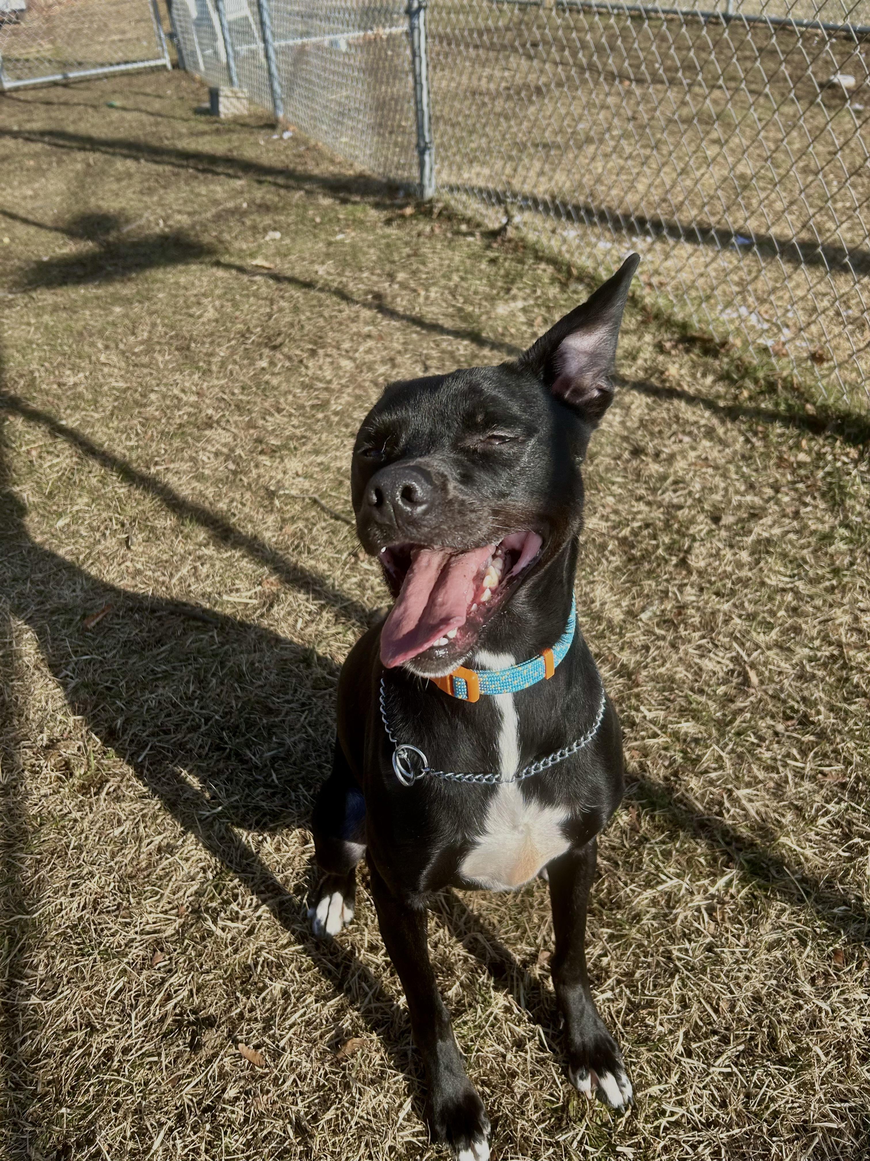 Enlarge Mochi, a Adoptable mixed breed in Milford, CT image 3/4