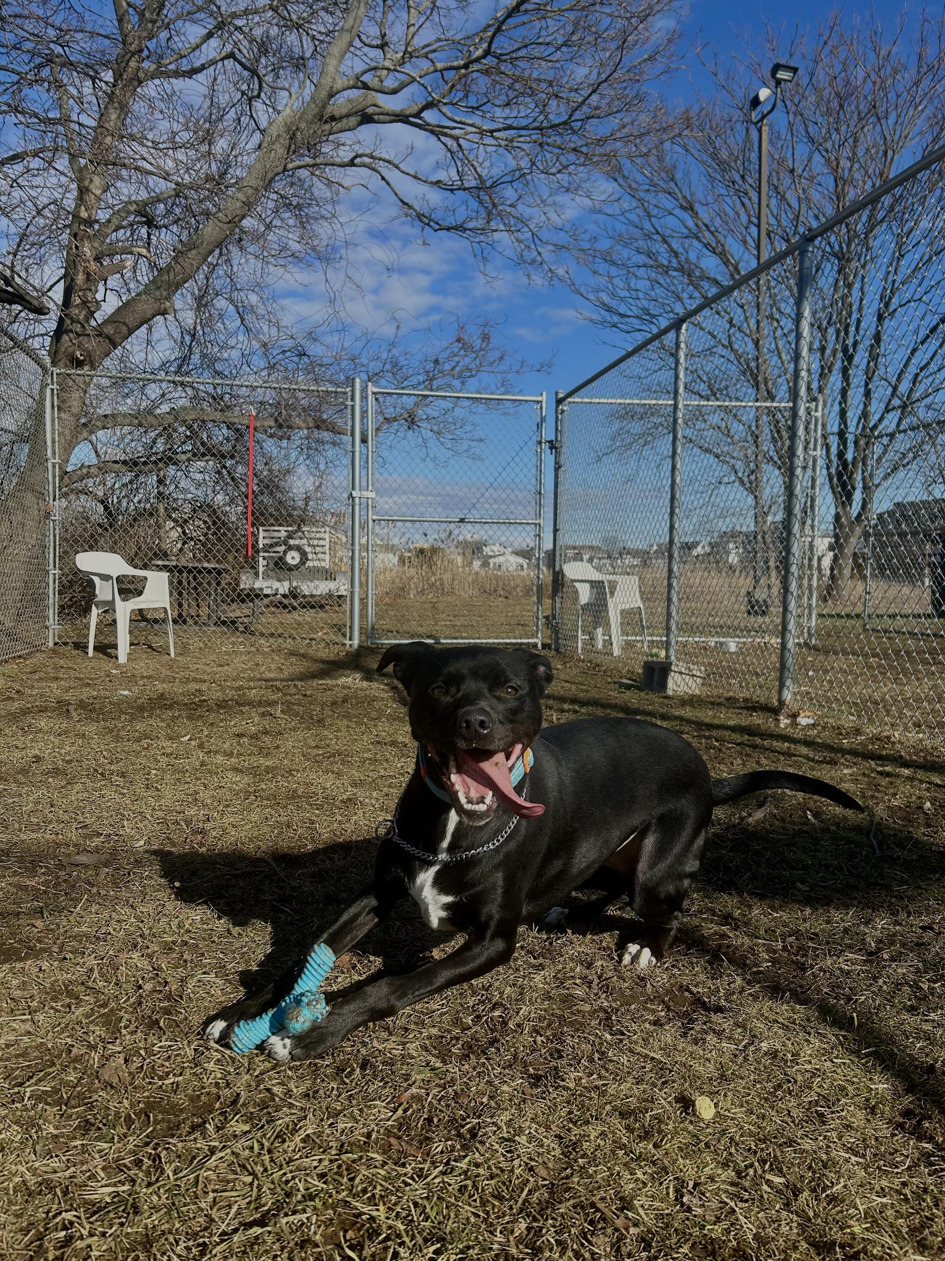 Enlarge Mochi, a Adoptable mixed breed in Milford, CT image 2/4