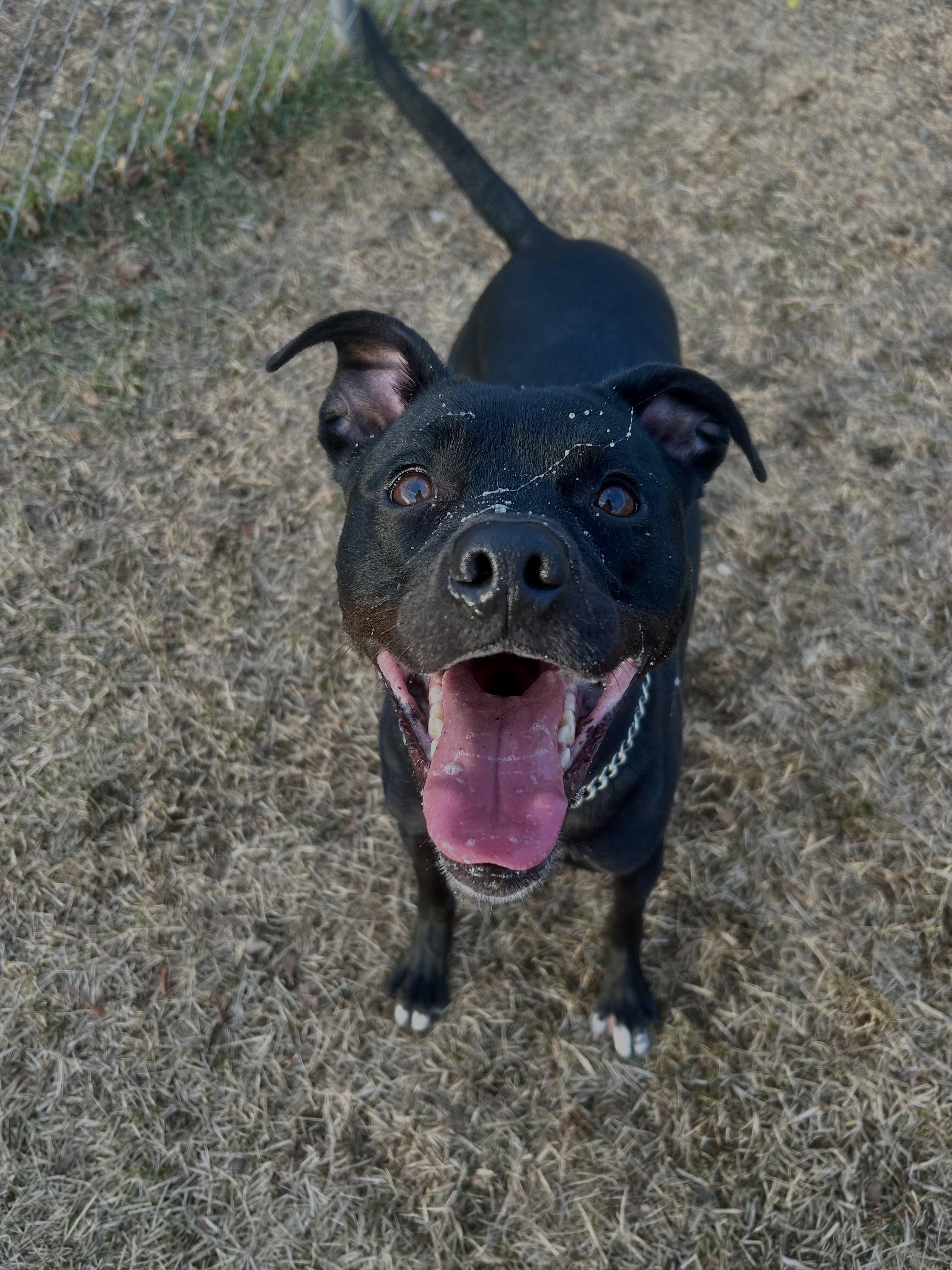 Mochi, Adoptable, Young Female Black Labrador Retriever & Pit Bull Terrier.