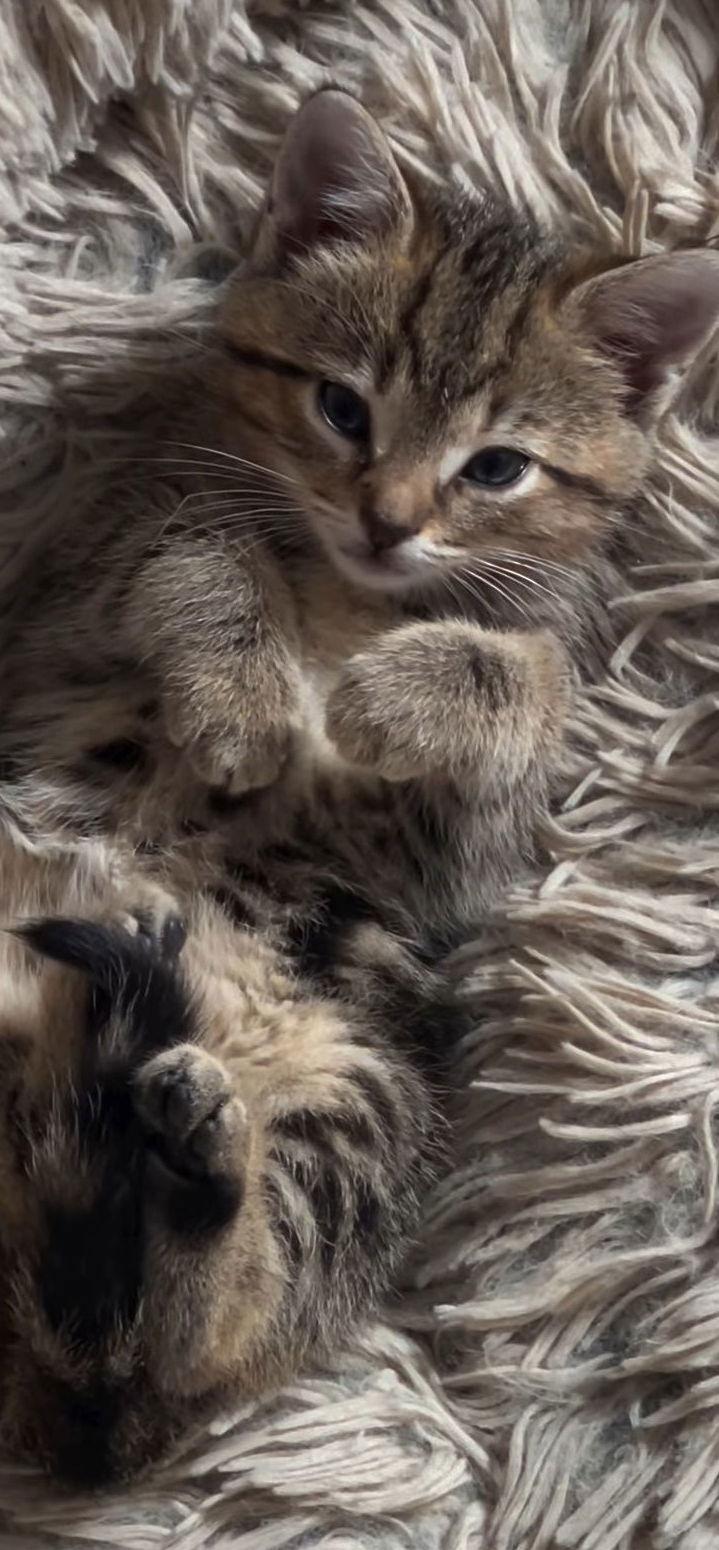 Babka, Adoptable, Kitten Female Tabby.