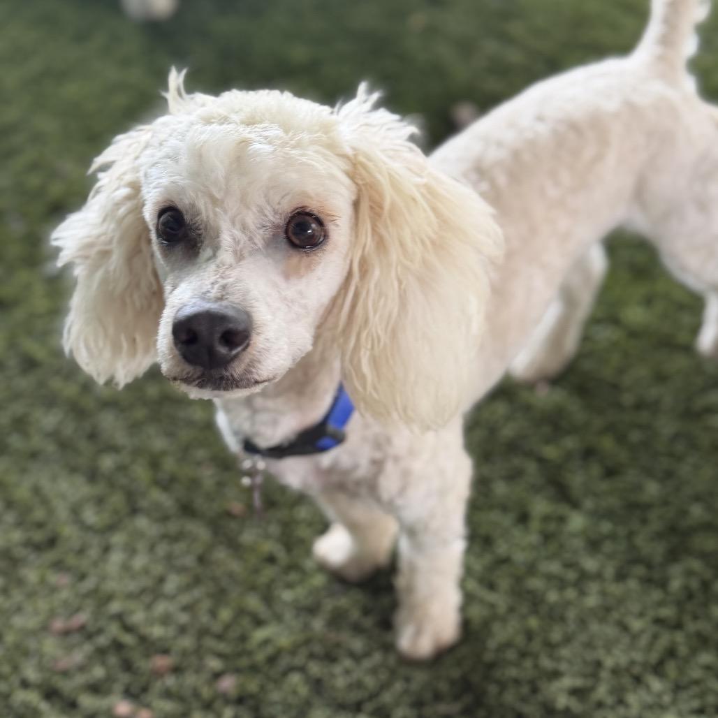 Watson, Adoptable, Young Male Miniature Poodle.