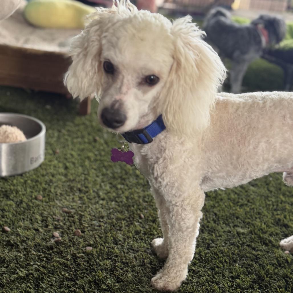 Enlarge Watson, a Adoptable Miniature Poodle in Phoenix, AZ image 2/6