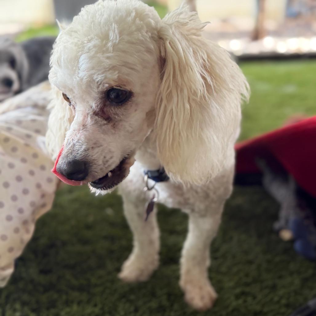 Enlarge Watson, a Adoptable Miniature Poodle in Phoenix, AZ image 3/6