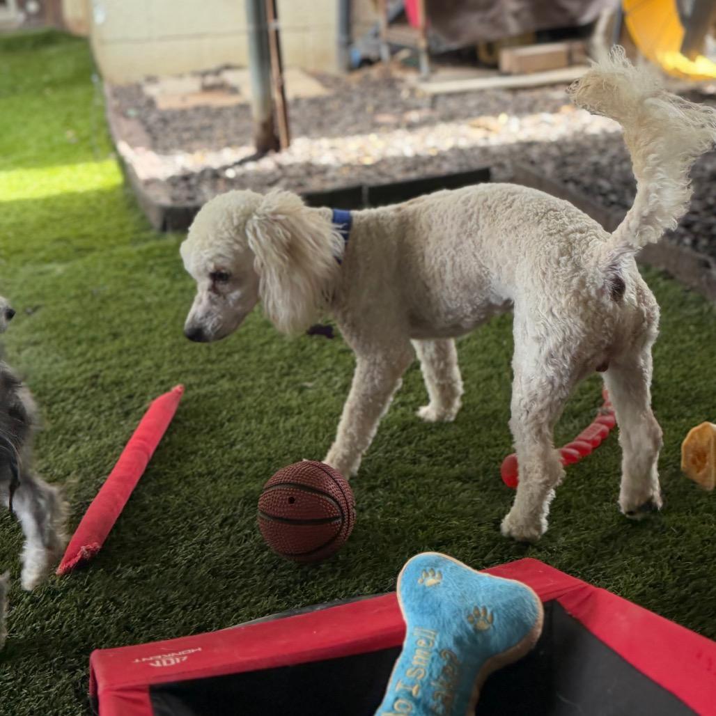 Enlarge Watson, a Adoptable Miniature Poodle in Phoenix, AZ image 4/6