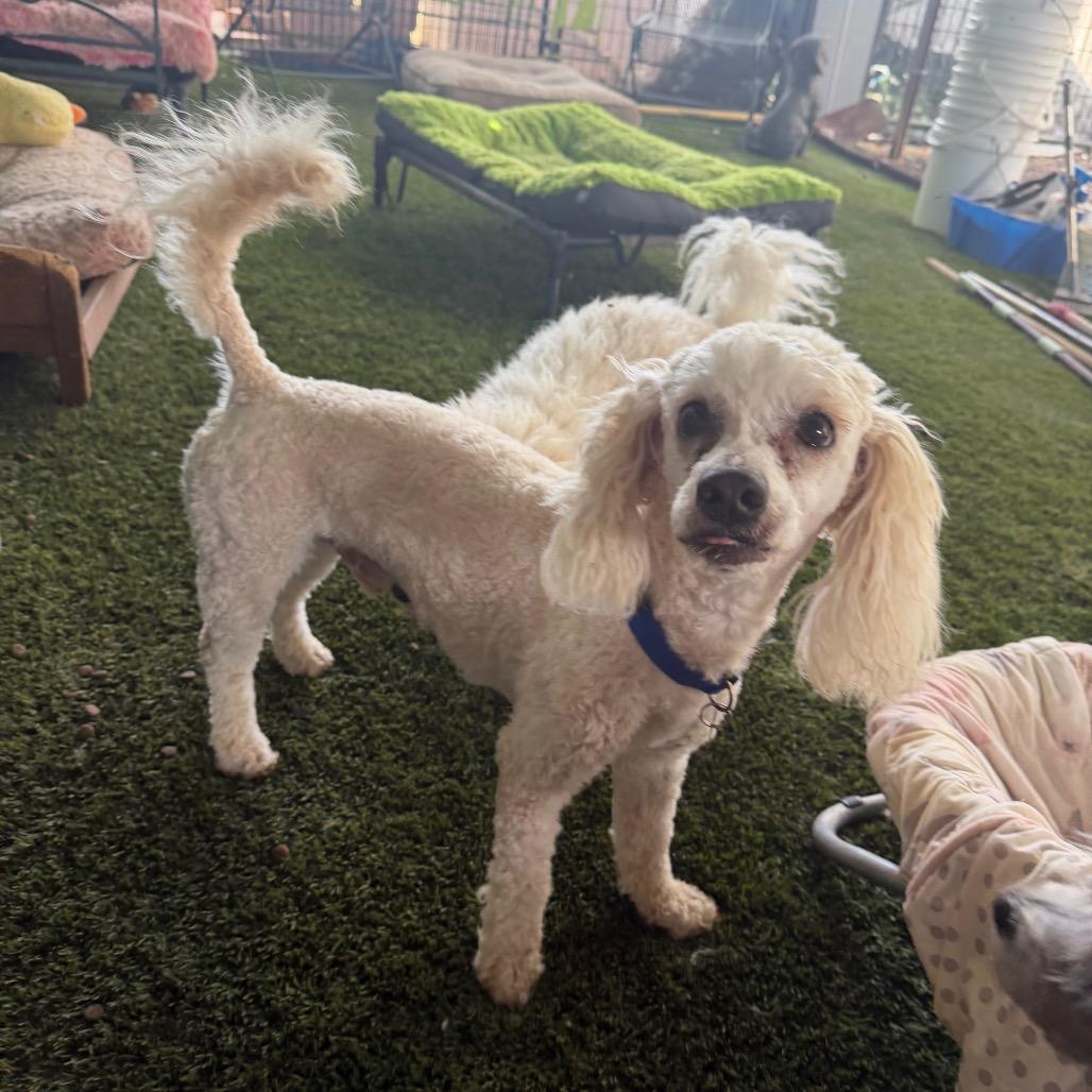 Enlarge Watson, a Adoptable Miniature Poodle in Phoenix, AZ image 5/6