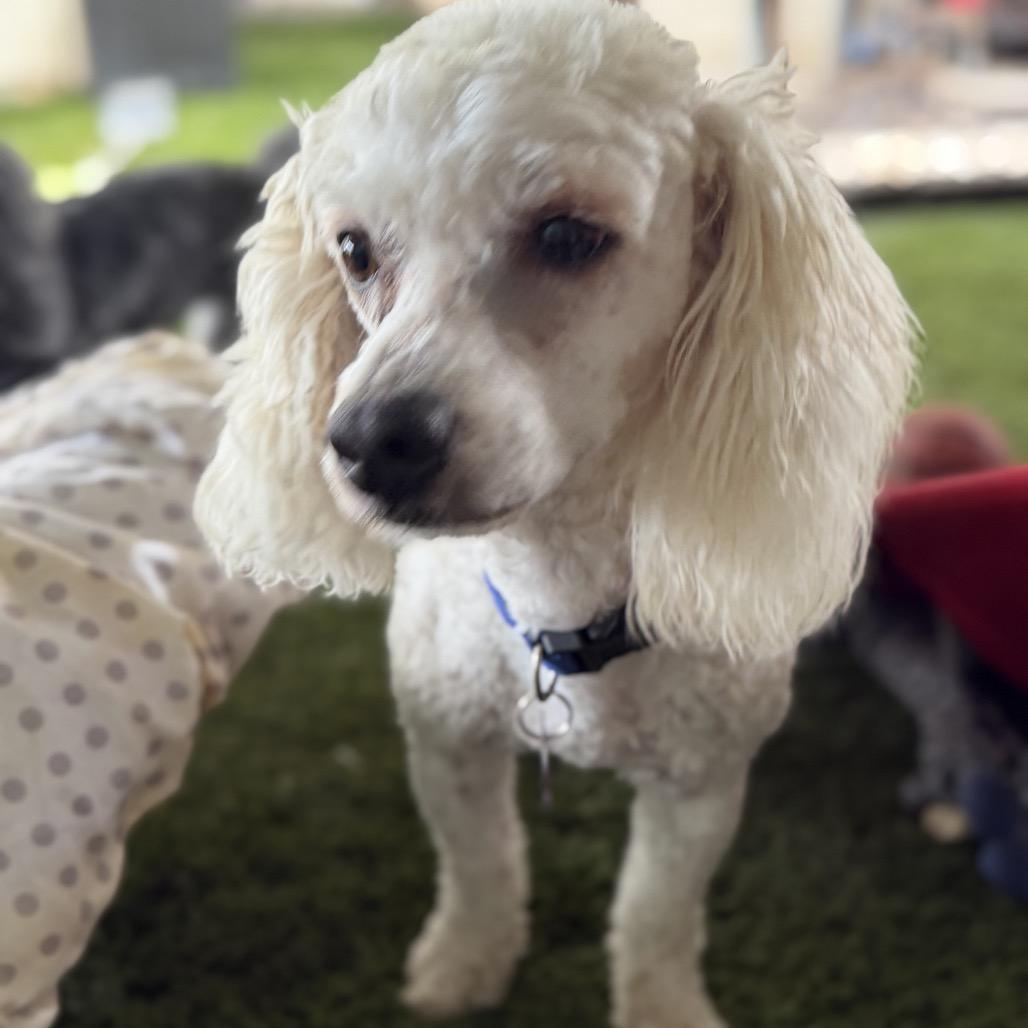 Enlarge Watson, a Adoptable Miniature Poodle in Phoenix, AZ image 6/6