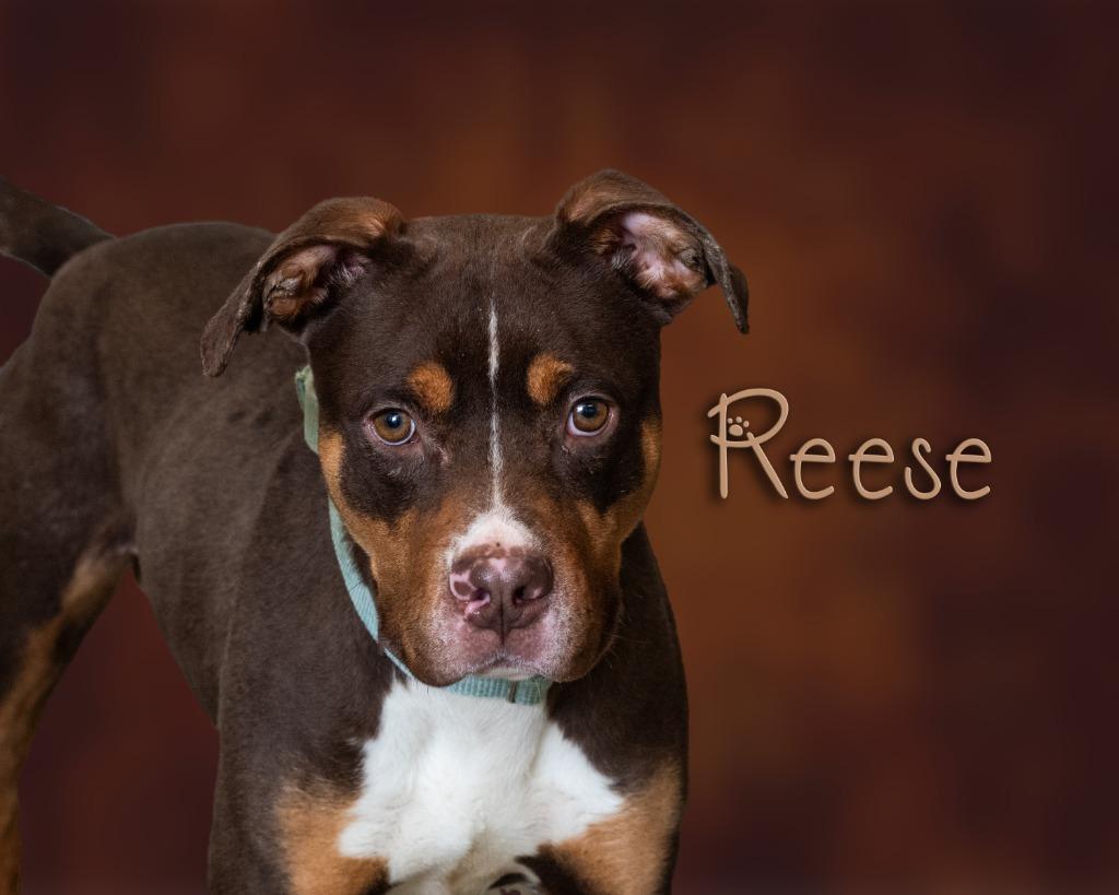 Reese, adopted, Young Male Pit Bull Terrier.