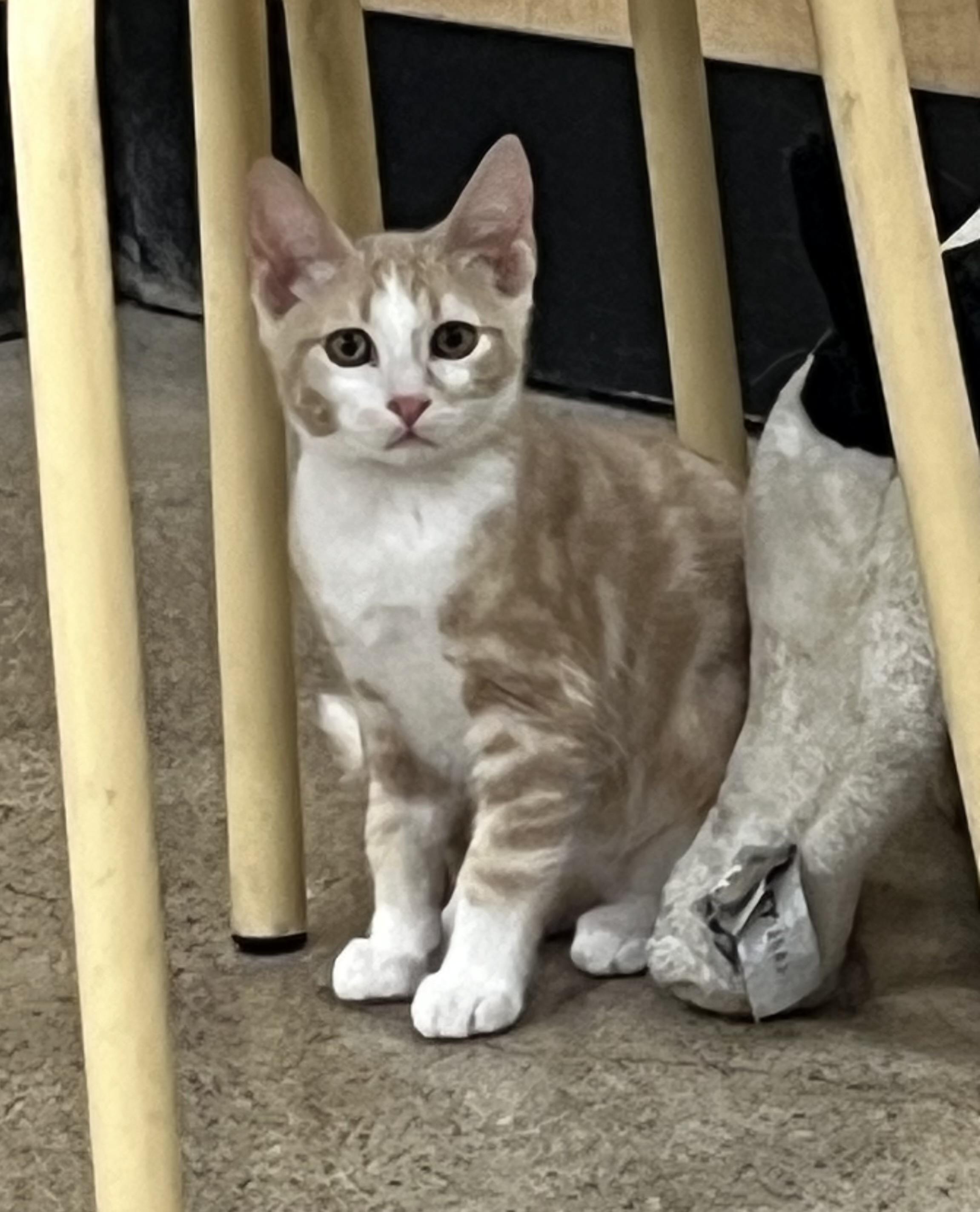Saxophone, ADOPTABLE, Kitten Male Tabby.
