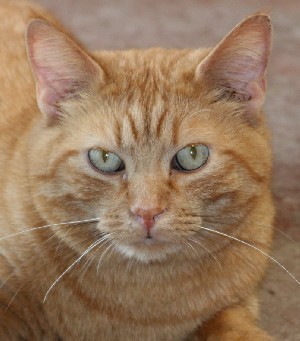 Enlarge Roosevelt, a Adoptable Tabby in Savannah, MO image 1/2