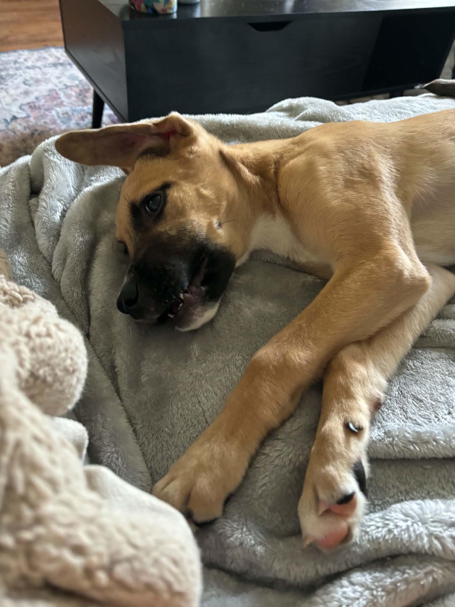 Enlarge Johnny, a ADOPTABLE mixed breed in Pensacola, FL image 5/5