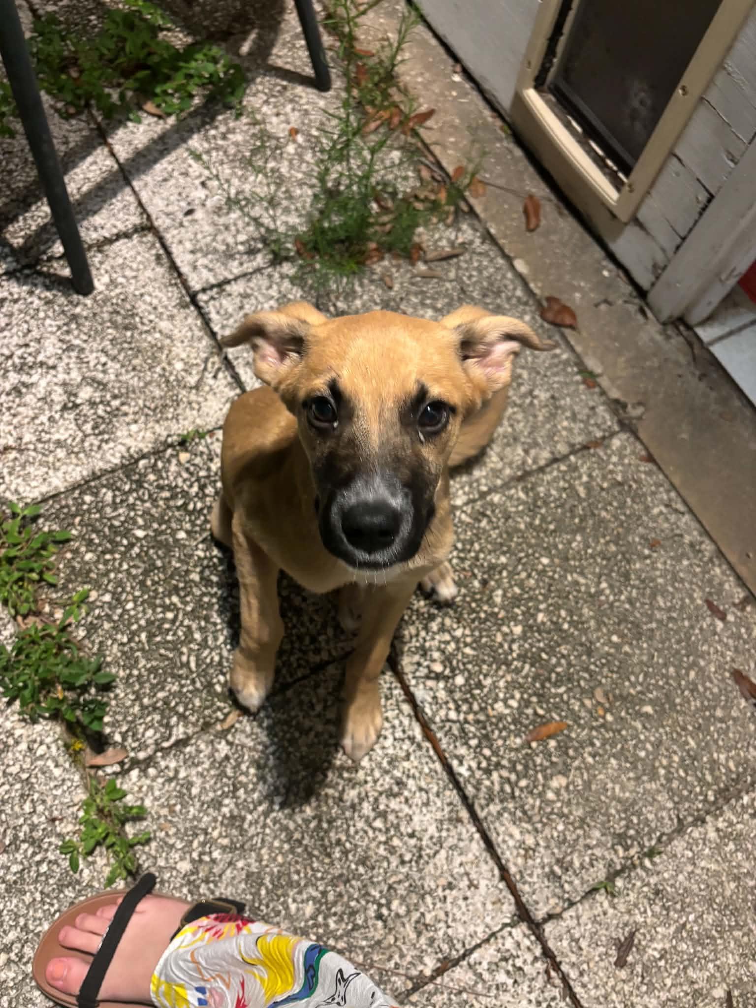 Johnny, ADOPTABLE, Puppy Male Black Mouth Cur & German Shepherd Dog.